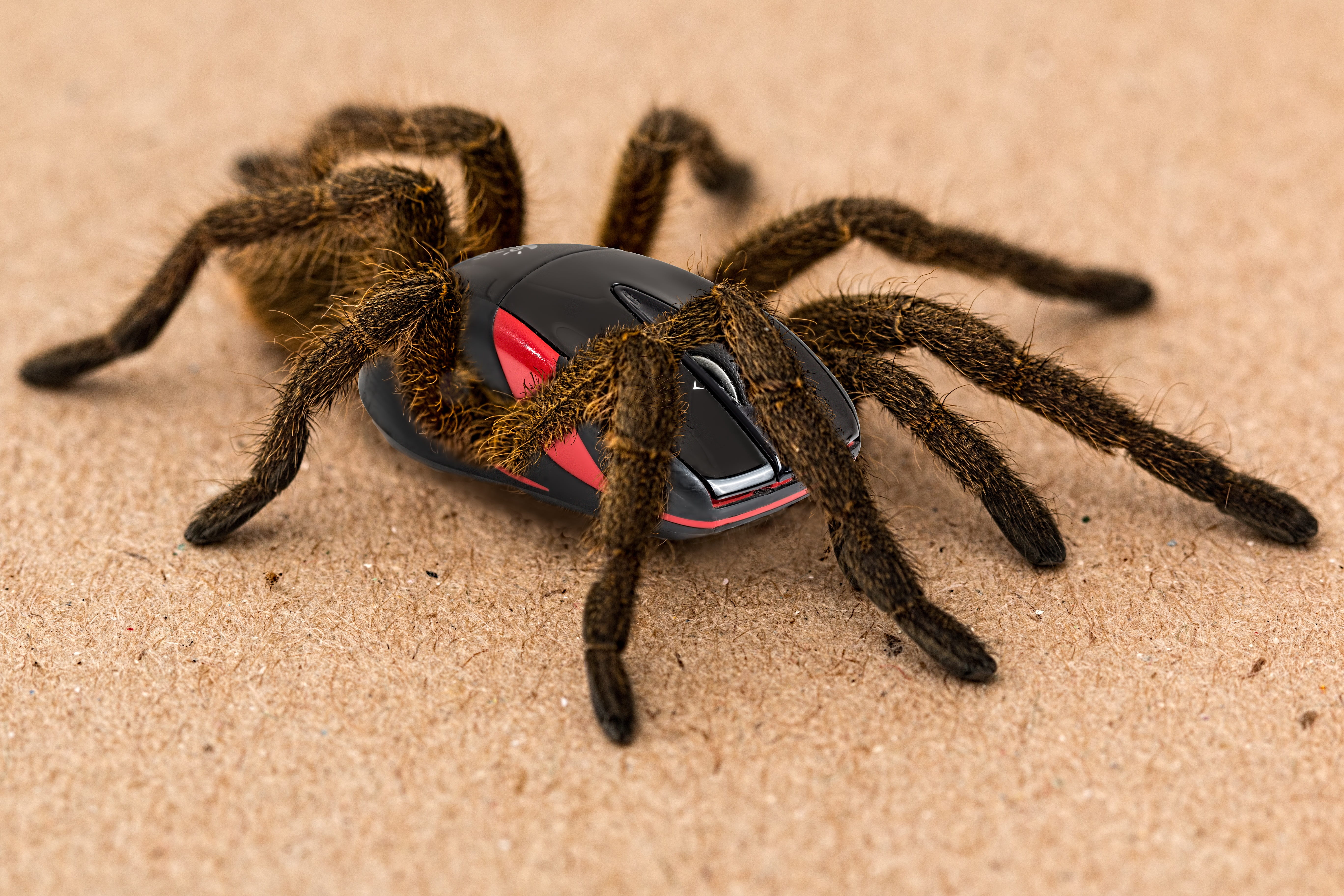 outdoors, surreal, spider, vertebrate, funny, magic, trick, tarantula, red, day, focus on foreground, land, mammal, sand, nature, beach, surface, supernatural, HD Wallpaper