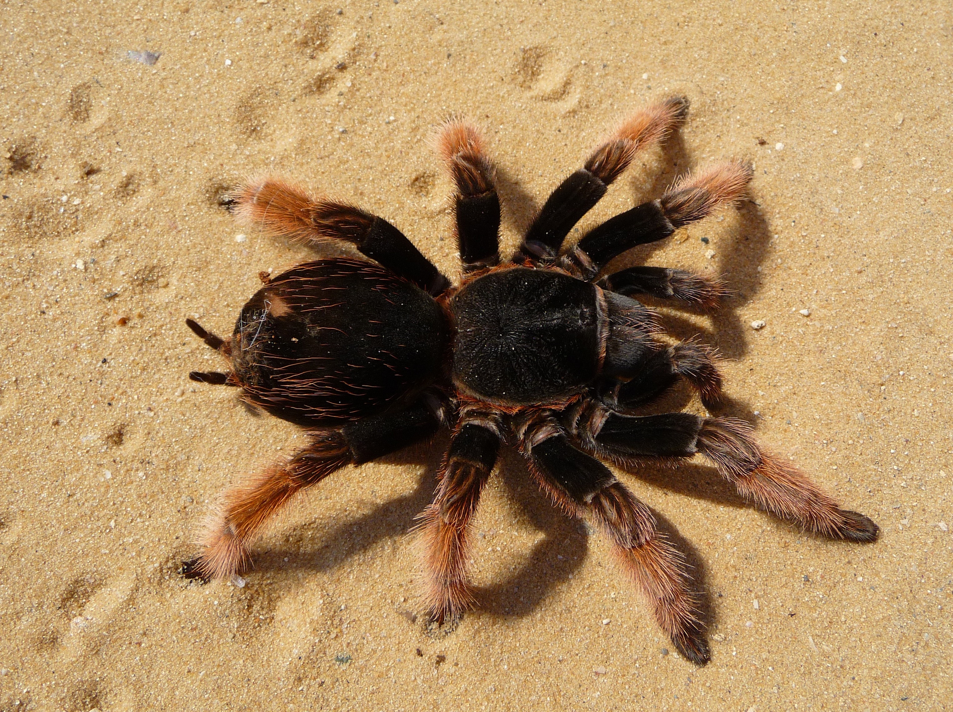 day, animal themes, zoology, red knee poisonous, hairy, red, brachypelma klaasi, one animal, arachnophobia, close-up, wildlife, marine, animals in the wild, HD Wallpaper