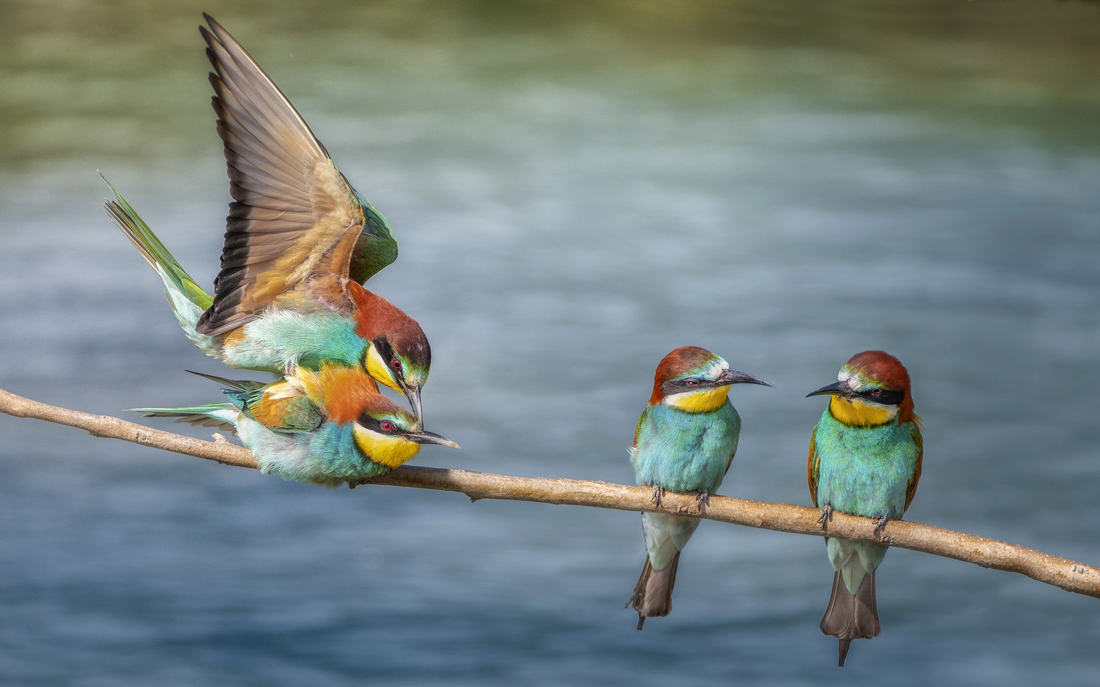 merops, images, birds, european, apiaster, no people, day, desktop, close-up, perching, mobile, group of animals, bee, focus on foreground, HD Wallpaper