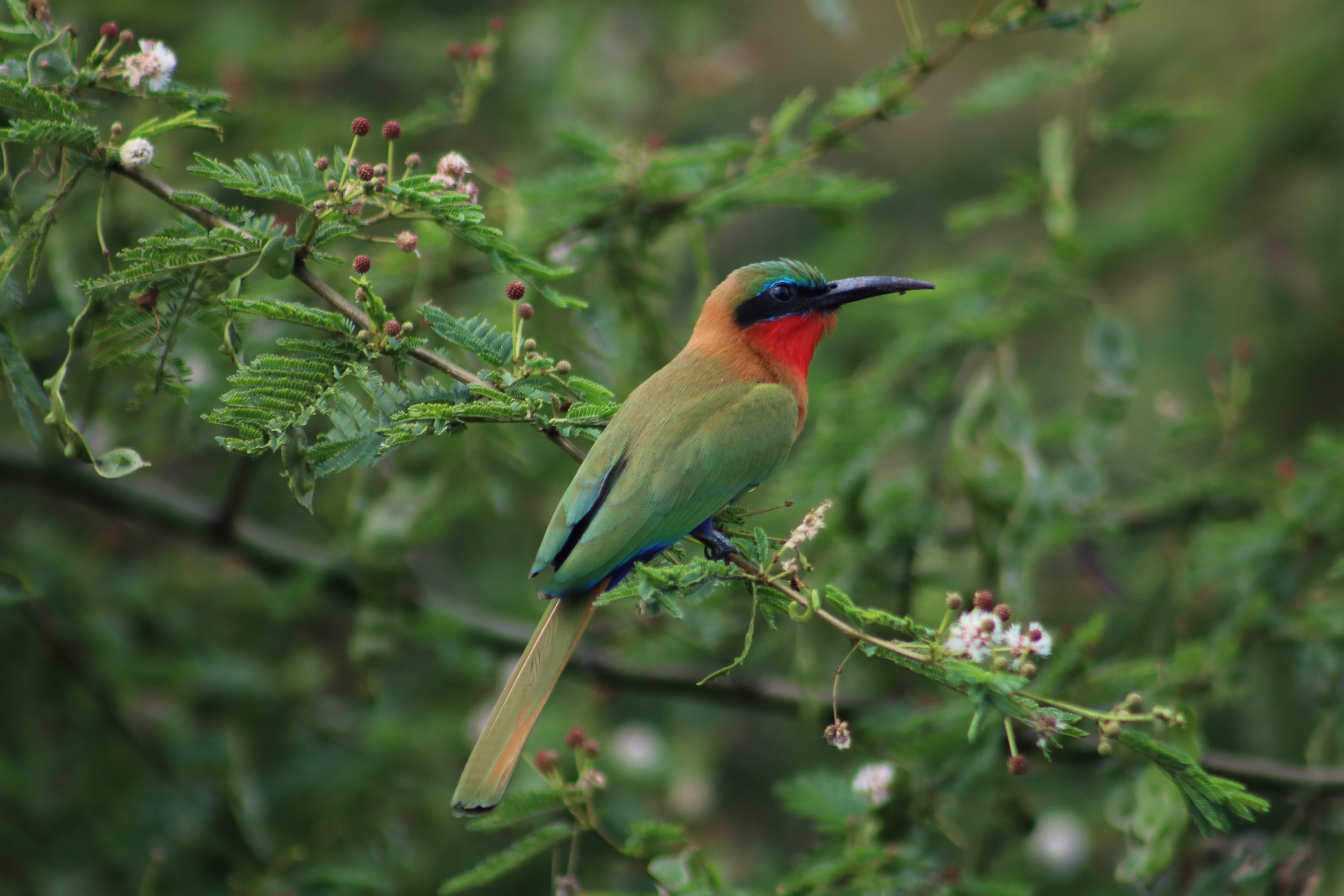 animals in the wild, vegetation, green color, focus on foreground, no people, close-up, 5K, perching, tree, day, growth, plant, outdoors, africa, green, HD Wallpaper