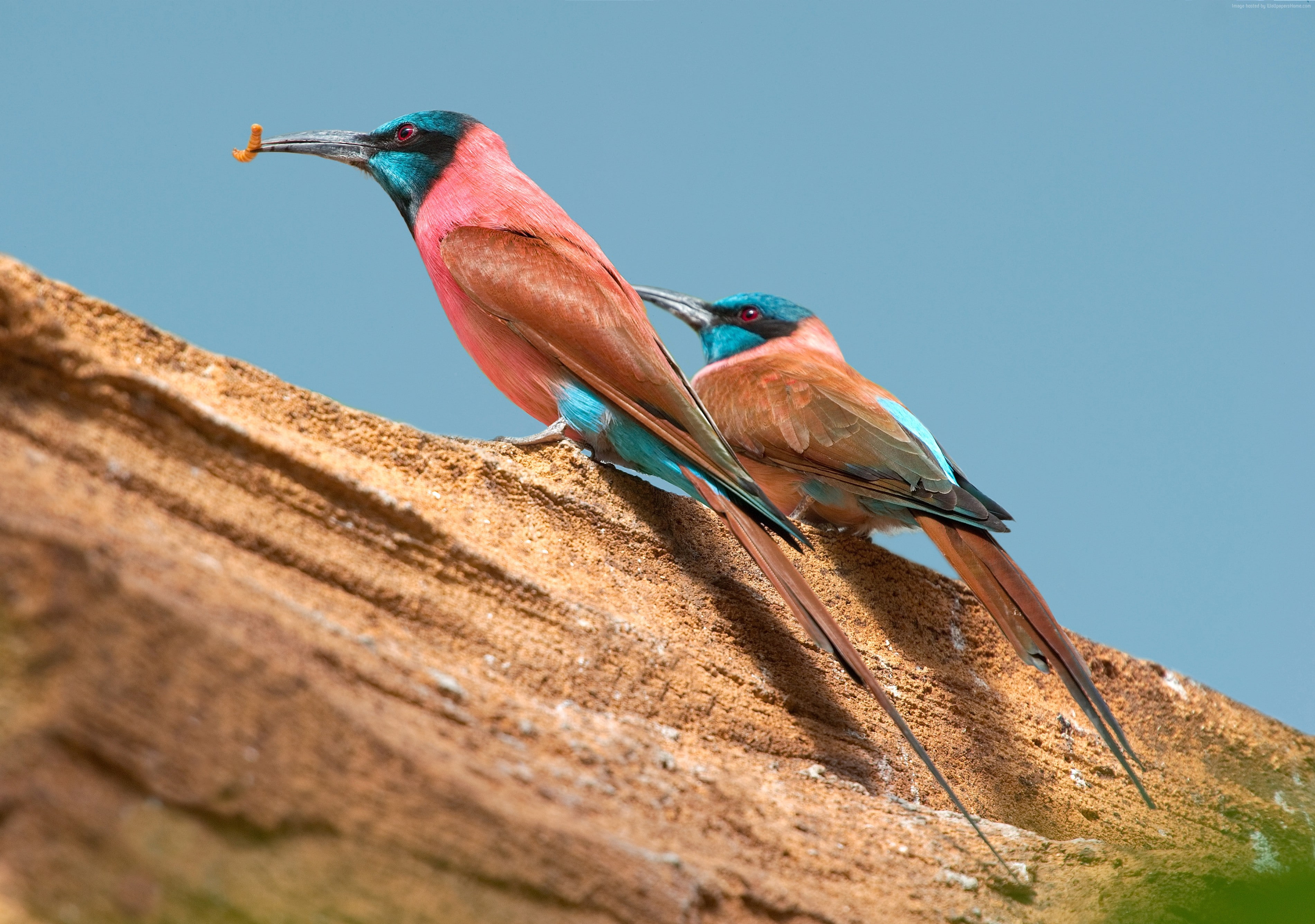 clear sky, 2K, kingfisher, sky, Central African Republic, no people, perching, animal themes, branch, animal wildlife, bird, outdoors, blue, eyes, nature, HD Wallpaper
