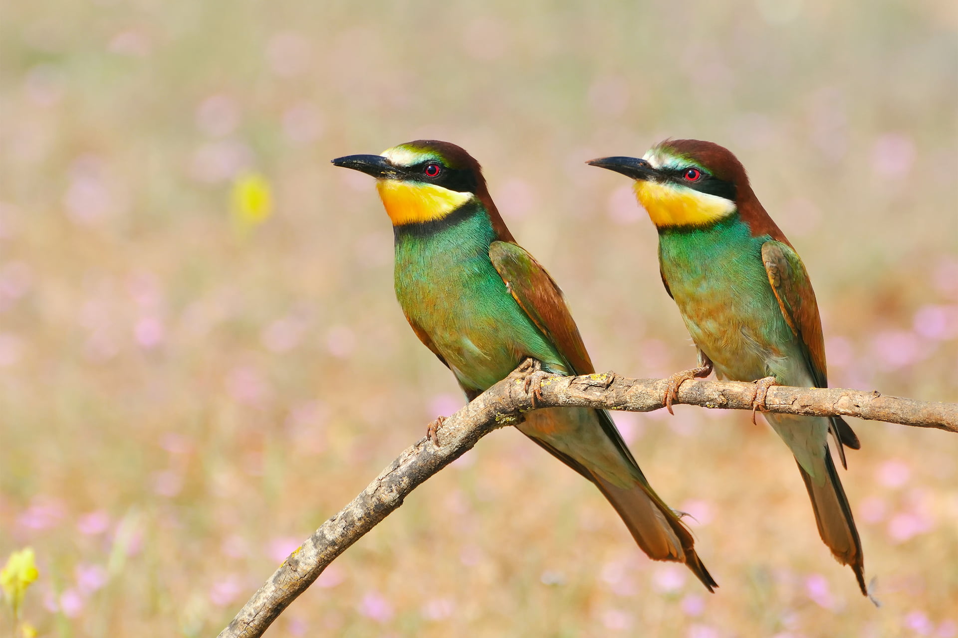 small, no people, plant, day, animals in the wild, perching, nature, close-up, focus on foreground, outdoors, group of animals, green, two animals, 1080P, HD Wallpaper