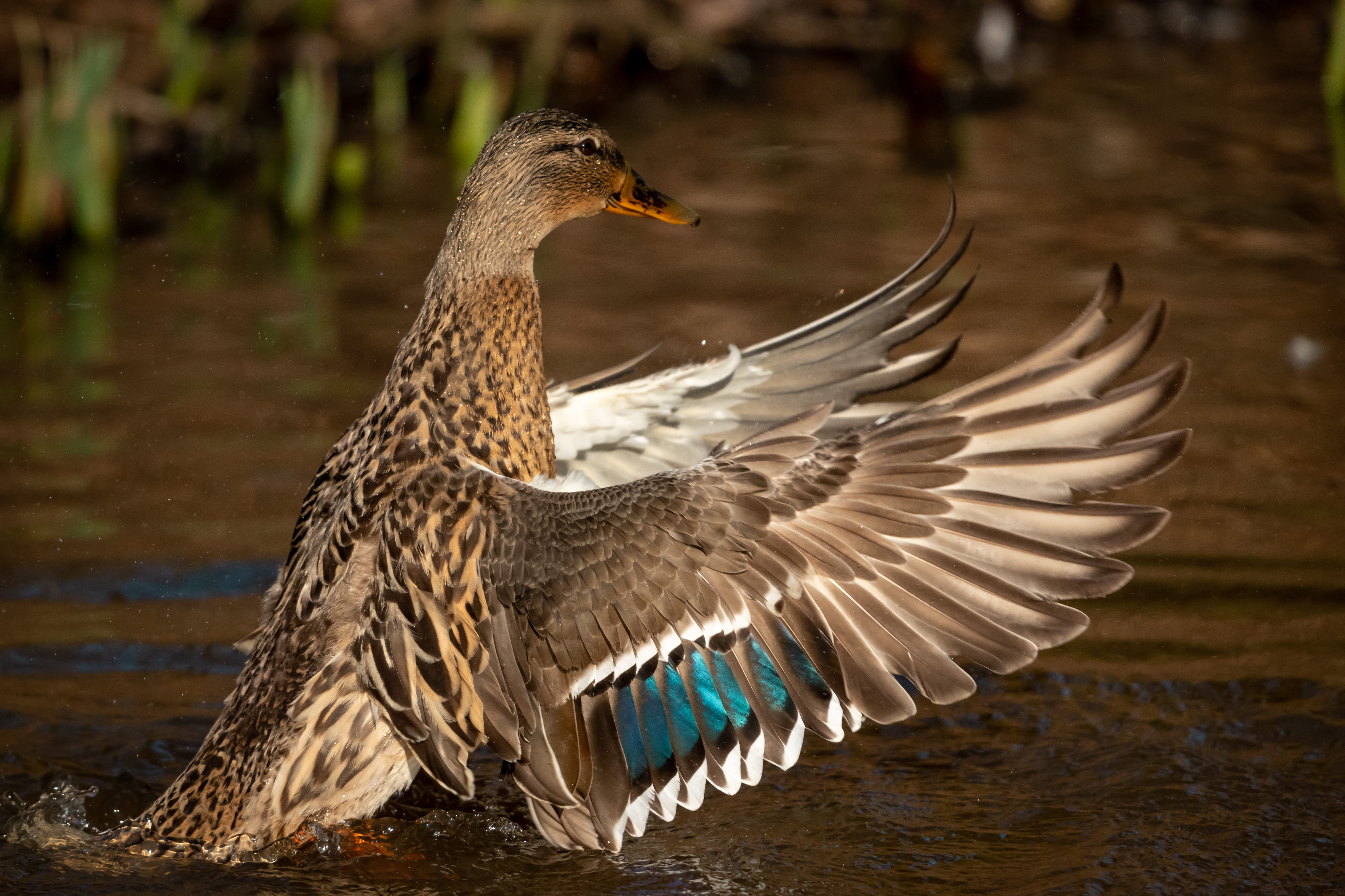 goose, animal themes, bird, one animal, outdoors, brown, focus on foreground, no people, aquatic, black swan, teal, mallard, seafood, mallard duck, day, HD Wallpaper