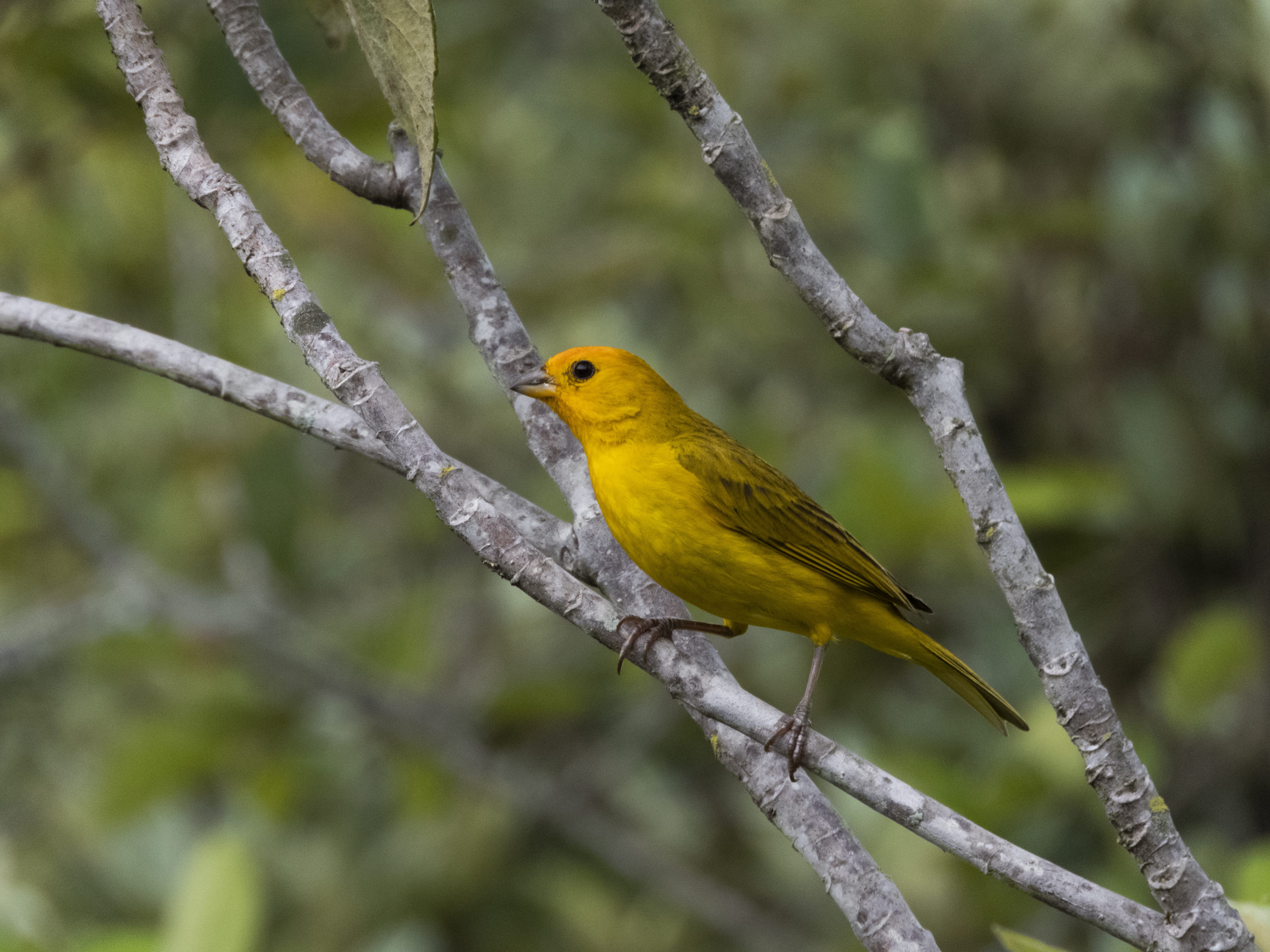 yellow bird, one animal, brazil, focus on foreground, bird, perching, zoology, toucan, yellow, animals in the wild, 5K, beauty in nature, robin, vertebrate, HD Wallpaper