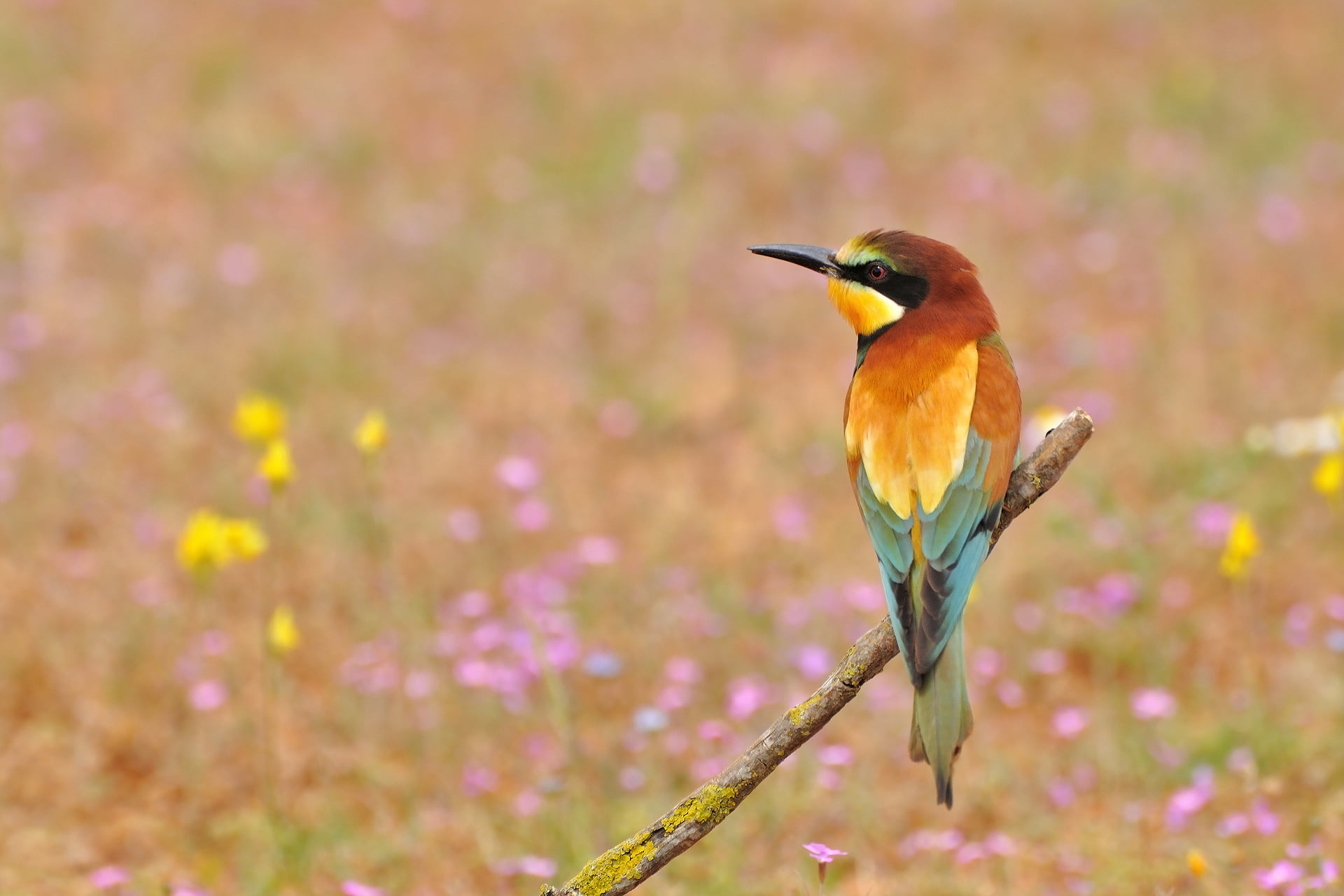 close-up, animal themes, full length, flowers, beauty in nature, flower, bee, rainbow, flowering plant, plant, day, nature, vertebrate, bird, no people, HD Wallpaper