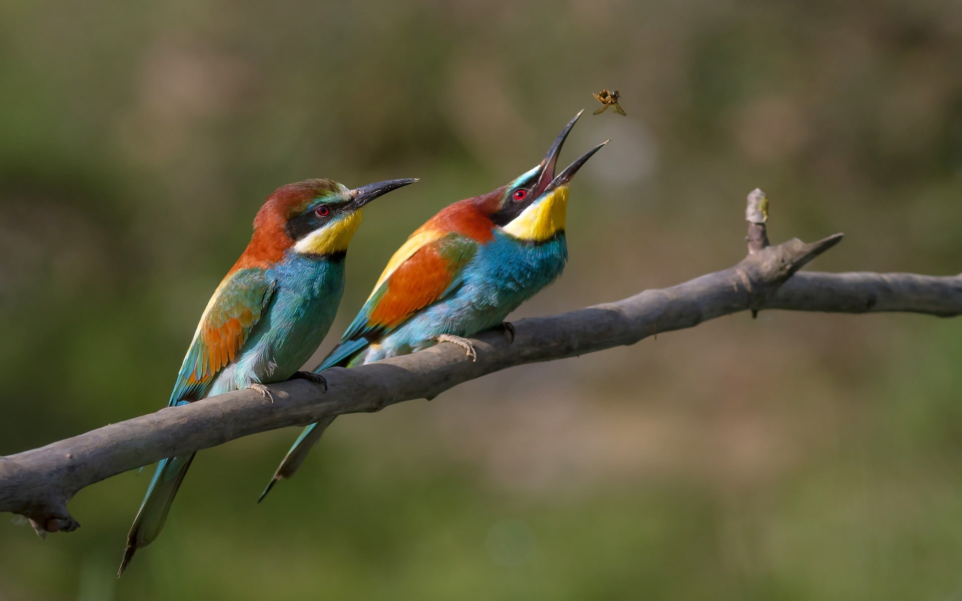 European Bee-Eater, 1080P, Birds, HD Wallpaper
