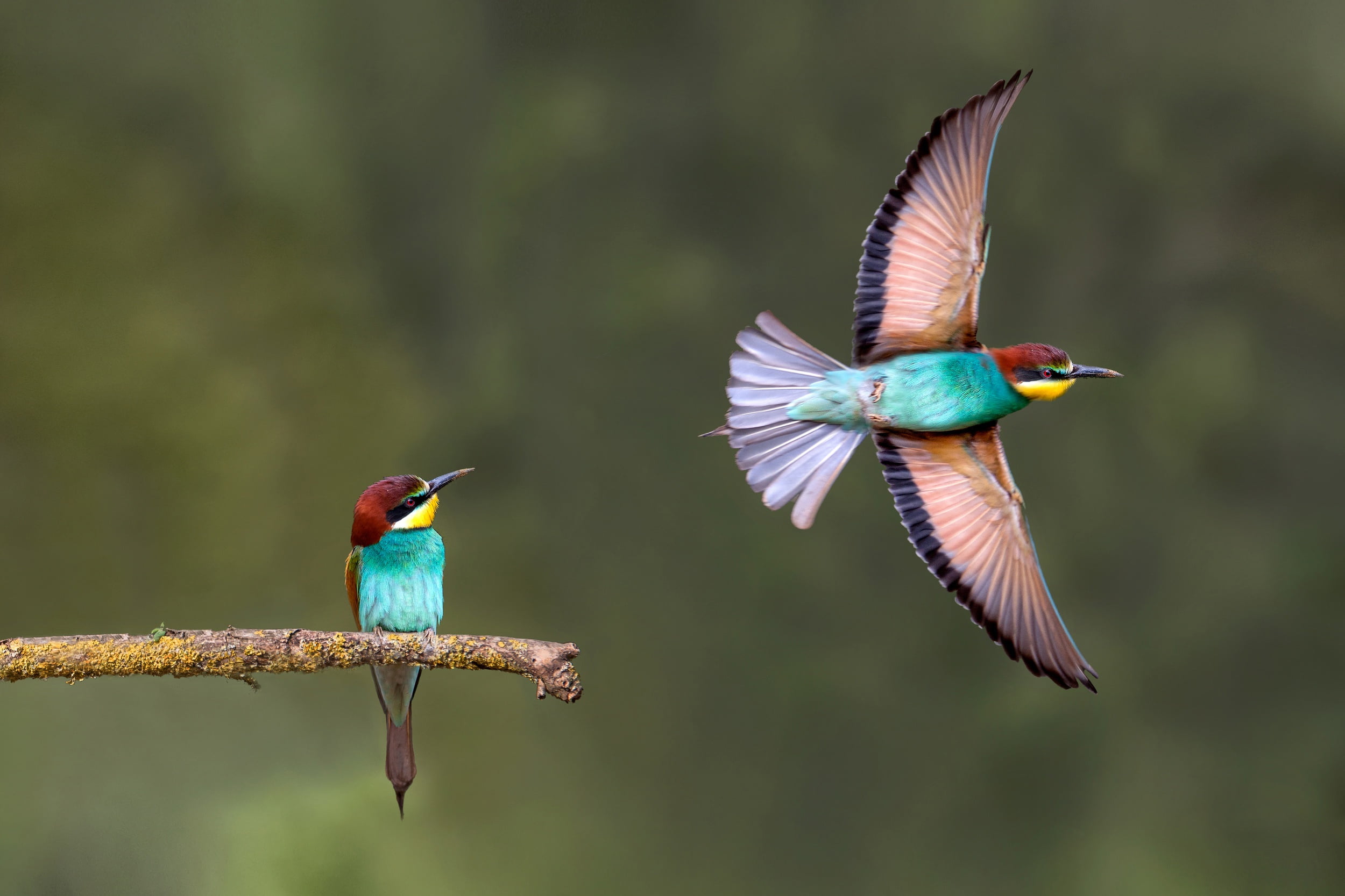 flight, branch, background, 1080P, bee-eaters, birds, HD Wallpaper
