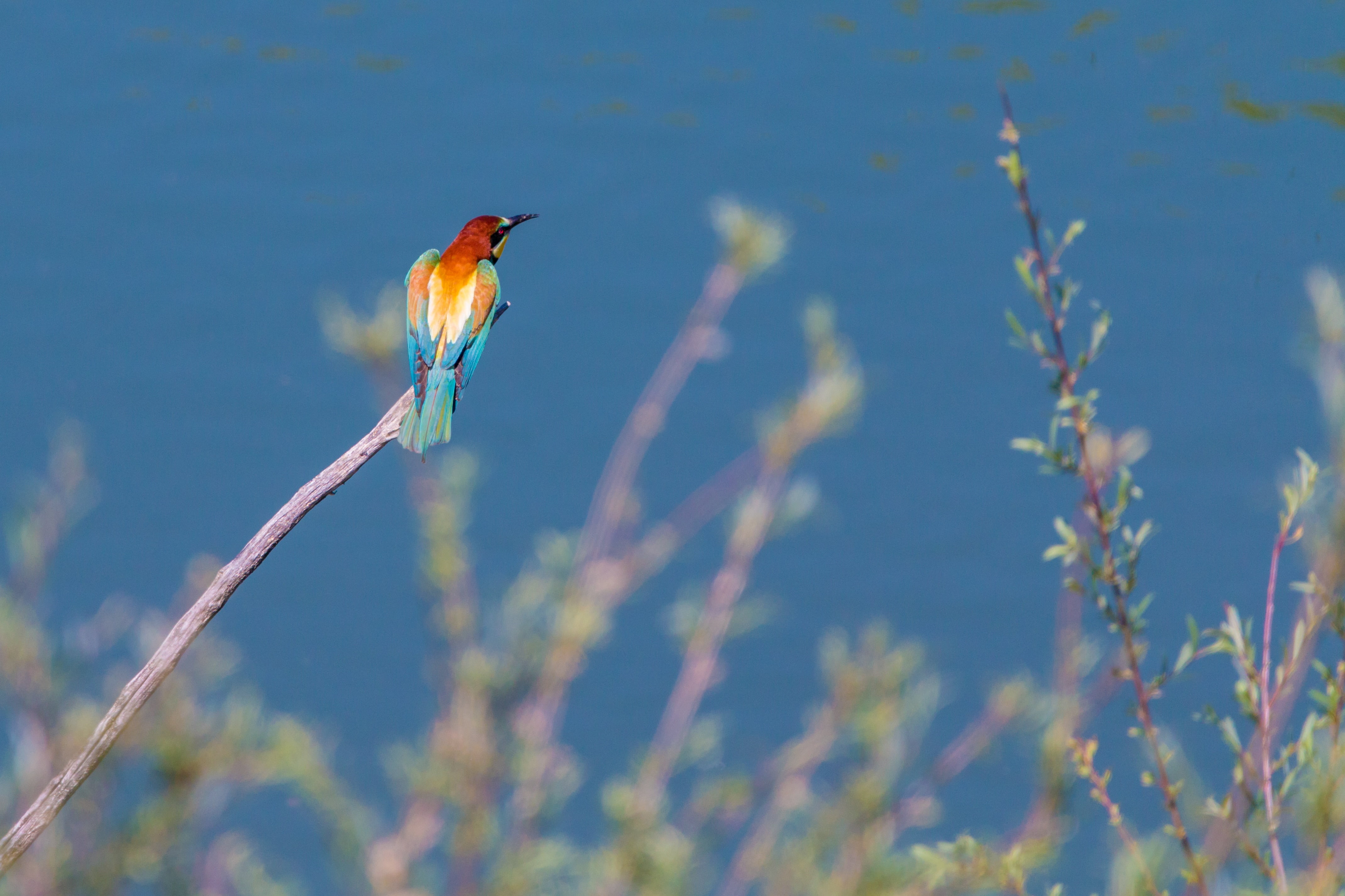 animals in the wild, branch, outdoors, kingfisher, 4K, day, birds, animal world, blue, sunlight, water bird, european bee eater, nature, wildlife photography, HD Wallpaper