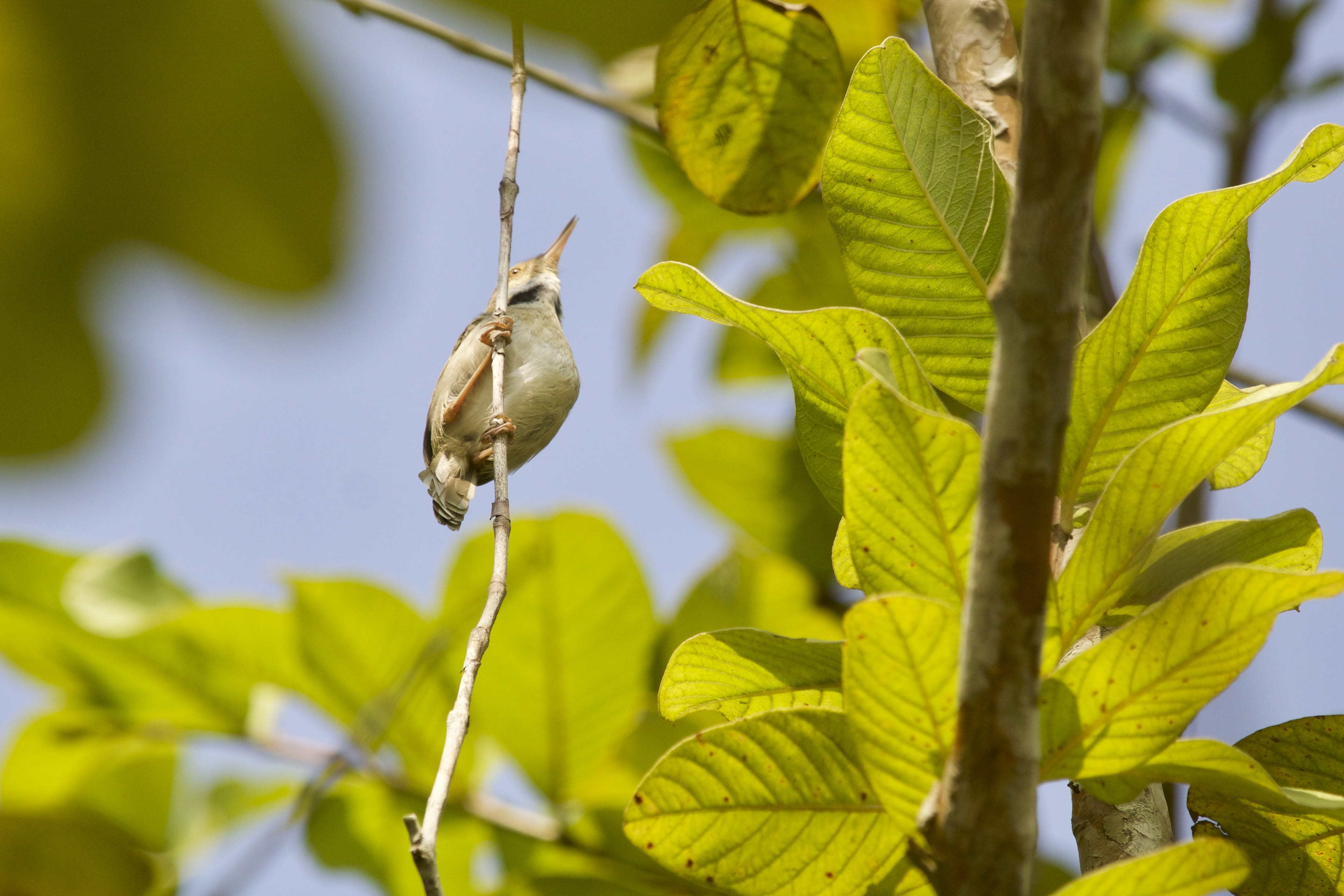 nature, animal wildlife, tailorbird, invertebrate, wren, leaf, bird, focus on foreground, veins, one animal, khulna, 4K, bangladesh, green color, small bird, HD Wallpaper