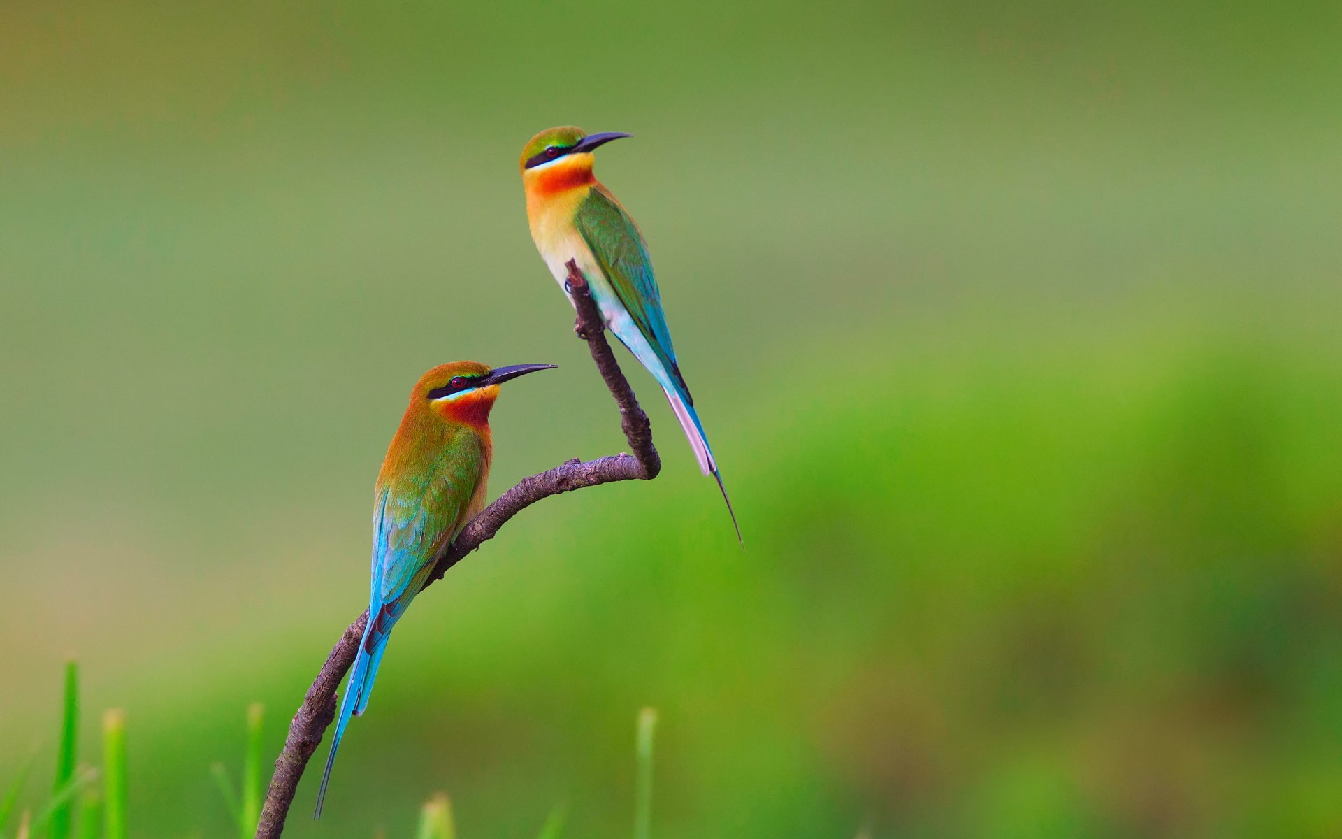 Birds, 1080P, Bee-eater, HD Wallpaper