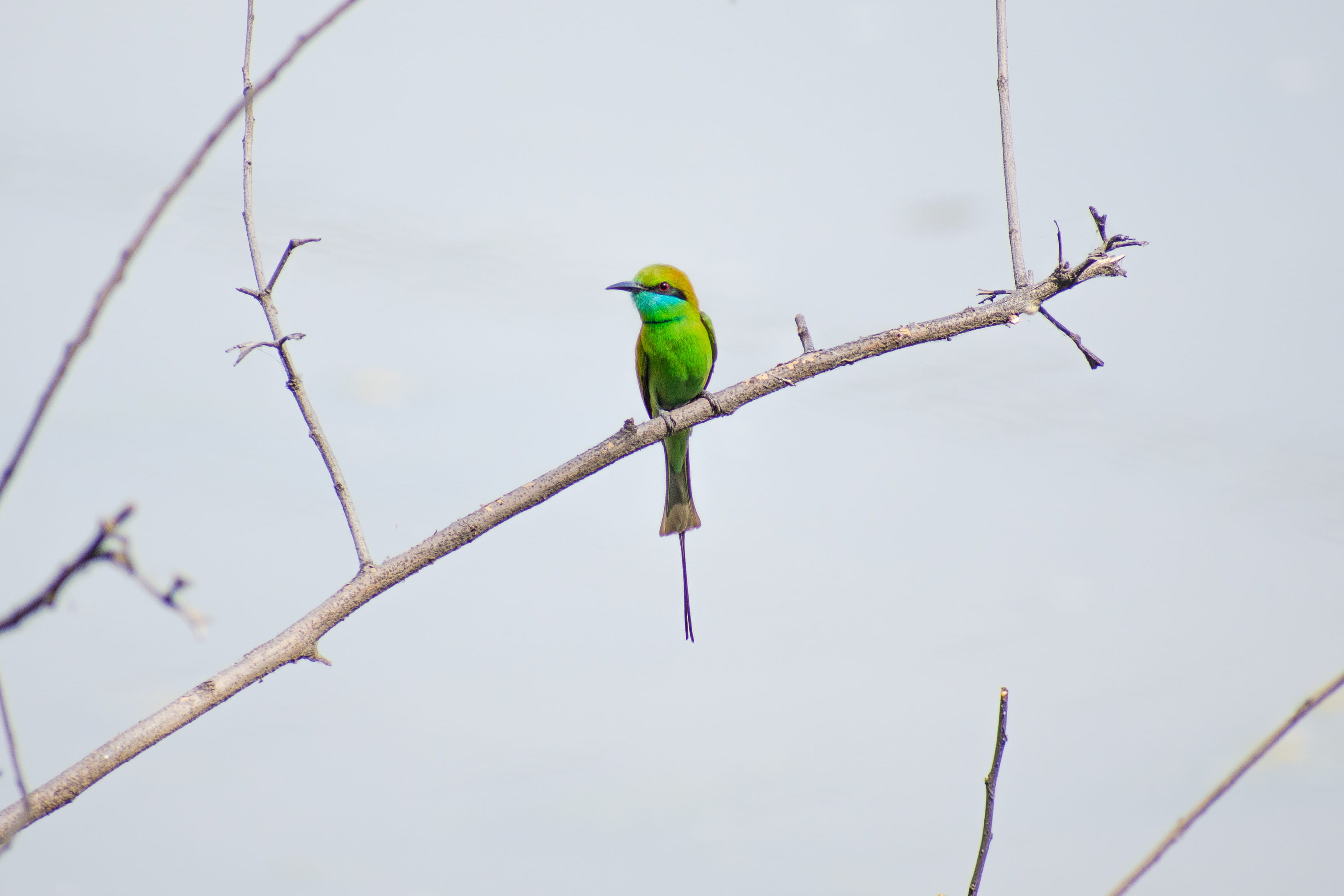 tree, perched, twig, focus on foreground, nature, animals in the wild, one animal, no people, vertebrate, 2K, day, animal wildlife, bare tree, plant, beauty in nature, HD Wallpaper