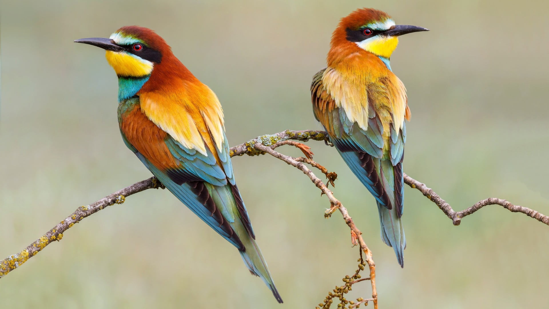 vertebrate, plant, 1080P, beak, animal themes, bird, perching, tree, animal wildlife, group of animals, close-up, nature, beauty in nature, bee eater, HD Wallpaper