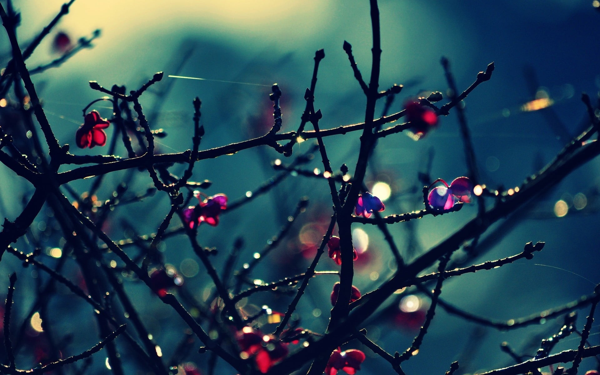 beauty In Nature, food, twigs, abstract, 1080P, fruit, healthy eating, tree, backgrounds, day, black, food and drink, shiny, plant, flower, autumn, selective focus, HD Wallpaper