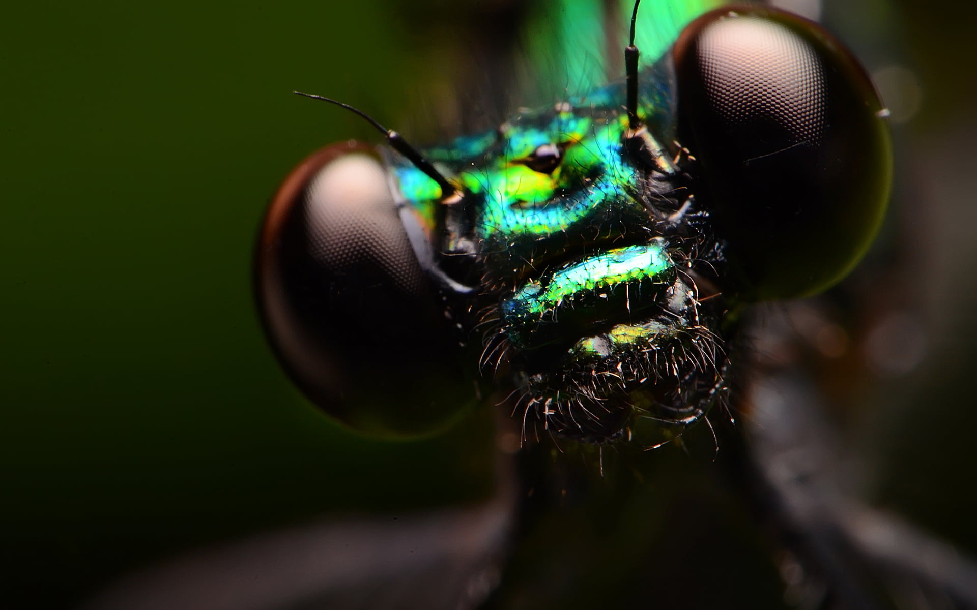 green, green color, close-up, extreme close-up, macro, animals in the wild, animal antenna, focus on foreground, fly, animal head, flies, 1080P, animal themes, HD Wallpaper