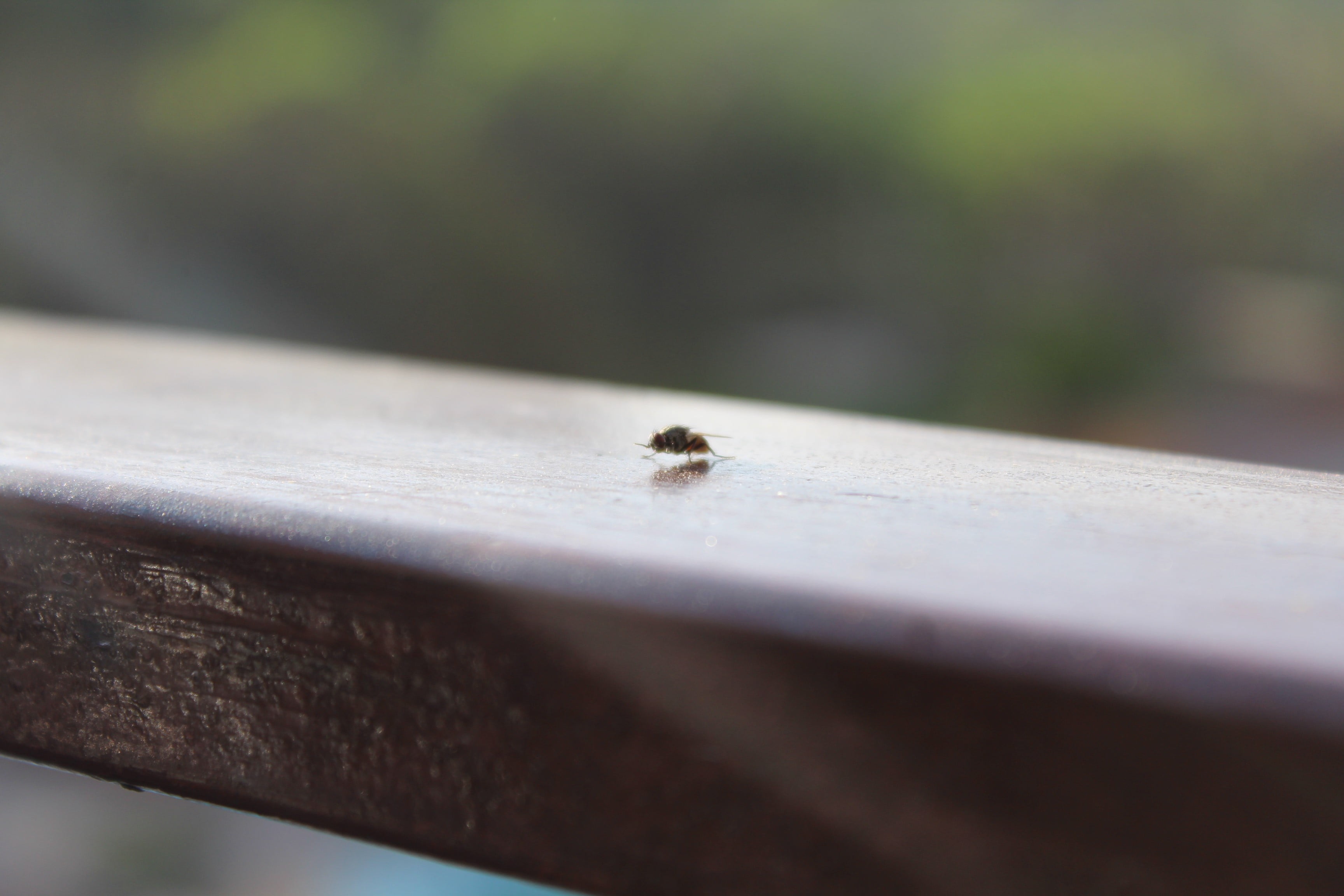 bee, animals in the wild, railing, day, animal themes, animal, arthropod, nature, no people, macro, ant, 2K, flies, wood - material, one animal, zoology, HD Wallpaper
