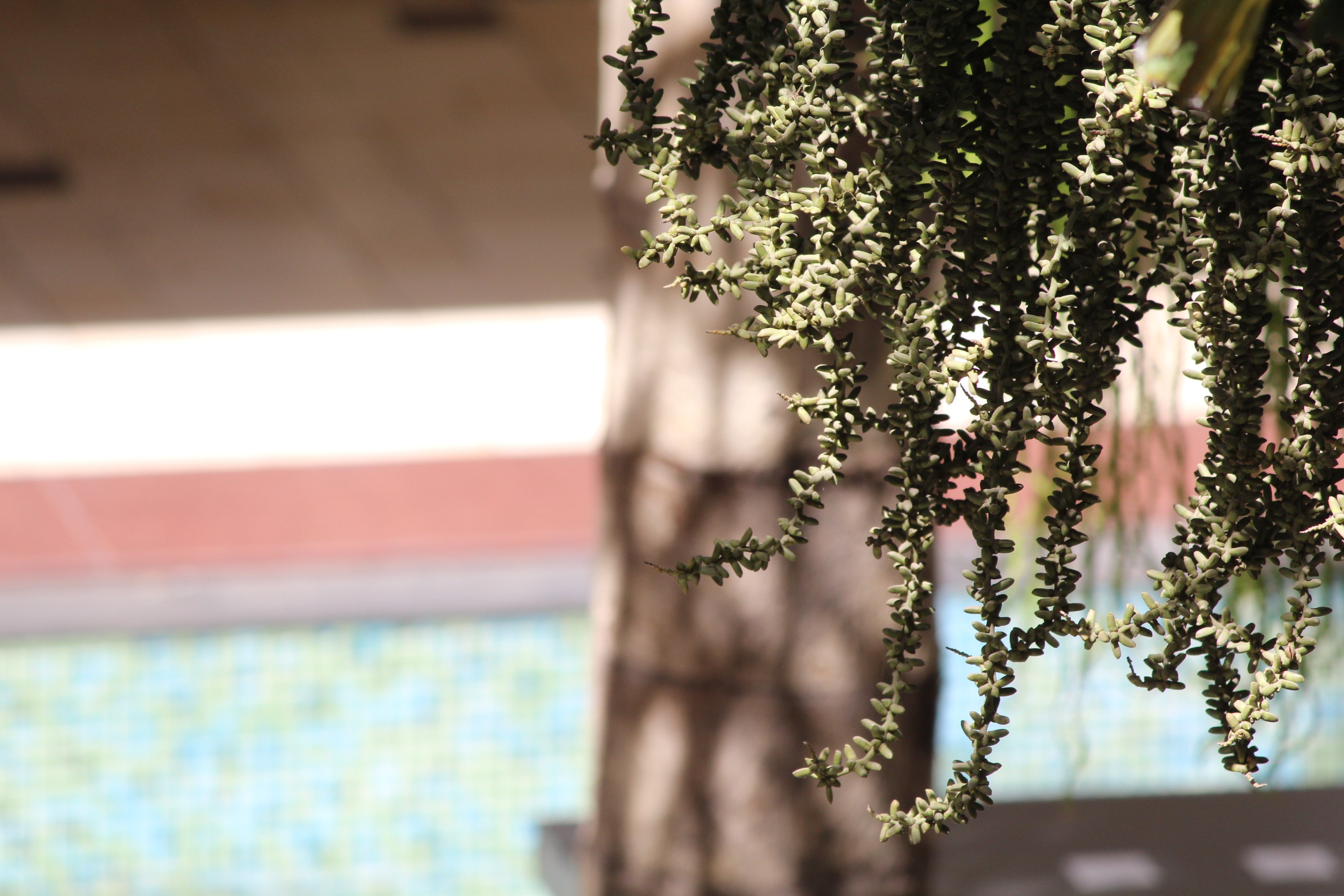 plant, flowers, vulnerability, close-up, hanging, fragility, selective focus, window, wall - building feature, 2K, macro, focus on foreground, flower, HD Wallpaper