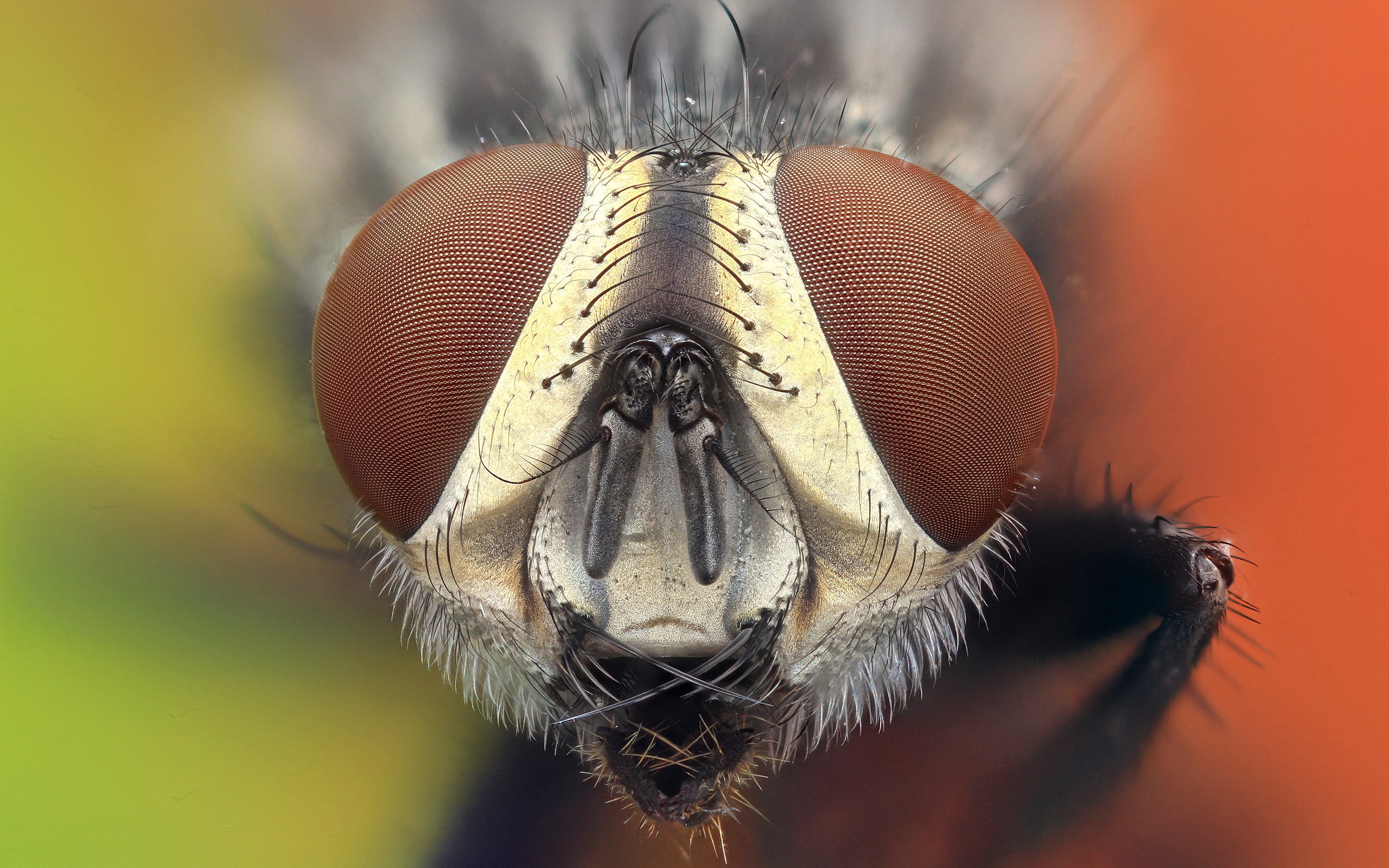 no people, animals in the wild, 2K, extreme close-up, photography, animal themes, animal mouth, macro, small, eye, flies, close-up, animal, arthropod, HD Wallpaper