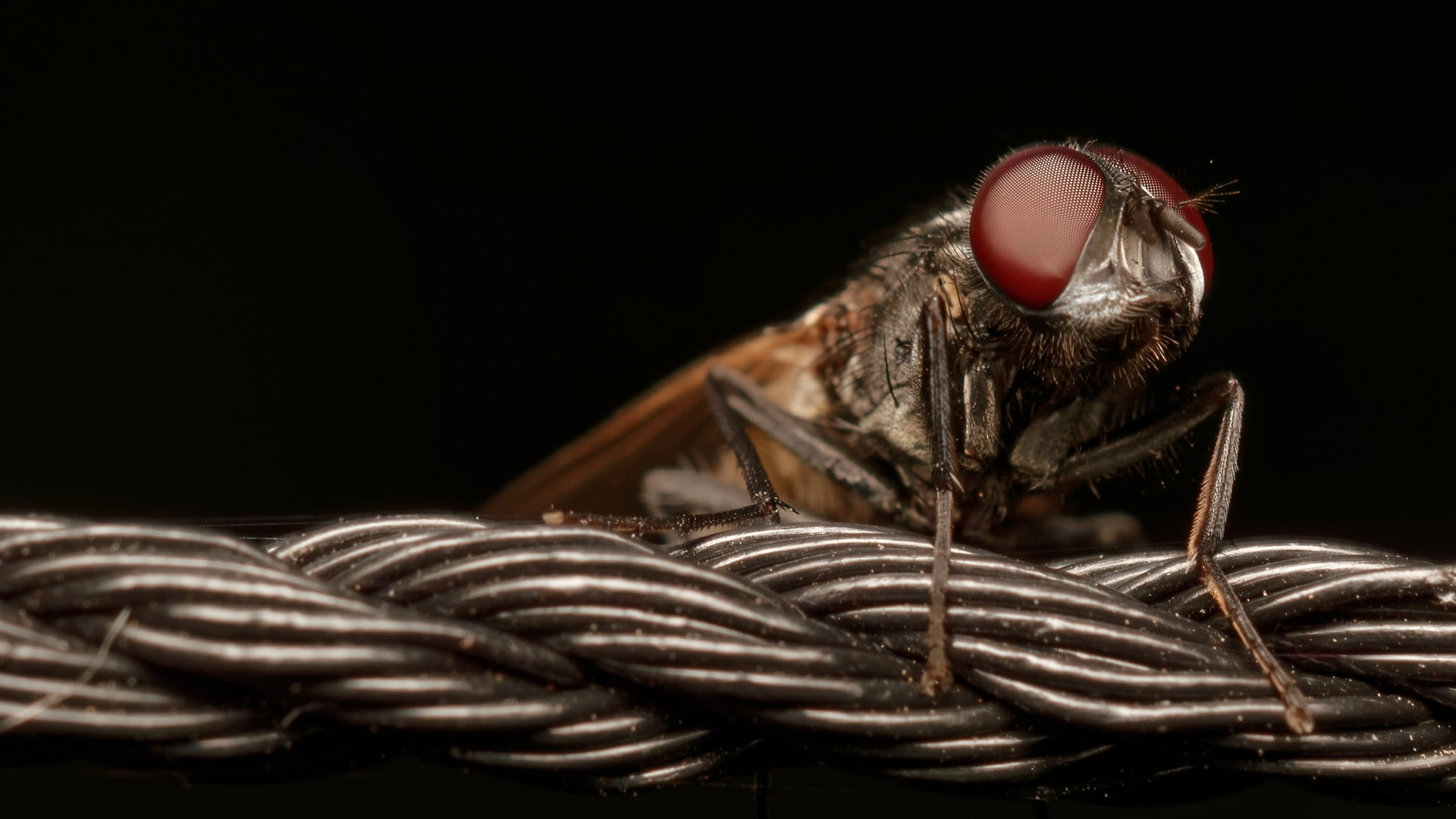 animal body part, rope, pattern, arthropod, copy space, nature, animal wildlife, dark, one animal, flies, selective focus, black background, 1080P, still life, HD Wallpaper