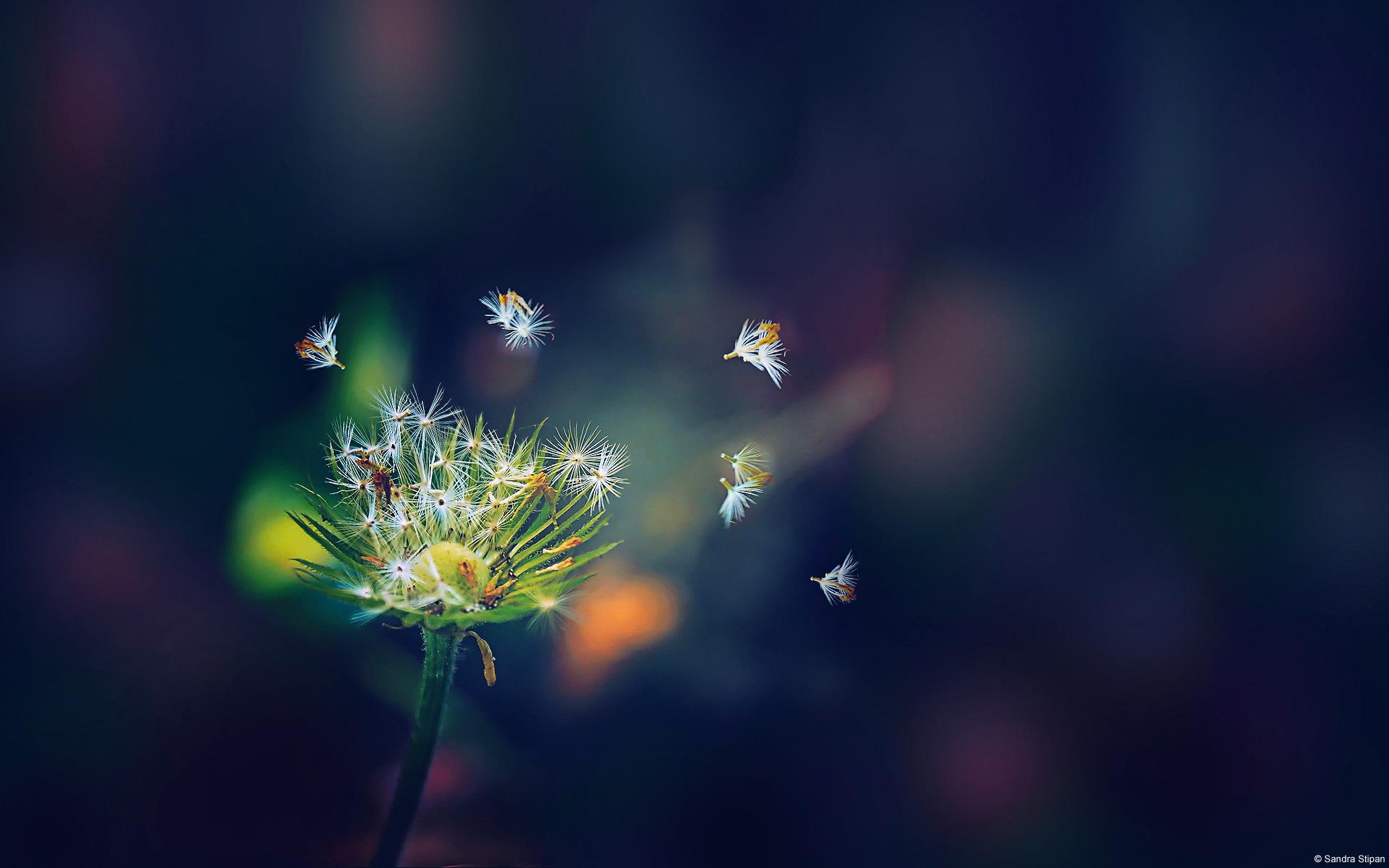 dandelion, 1080P, white, flies, HD Wallpaper