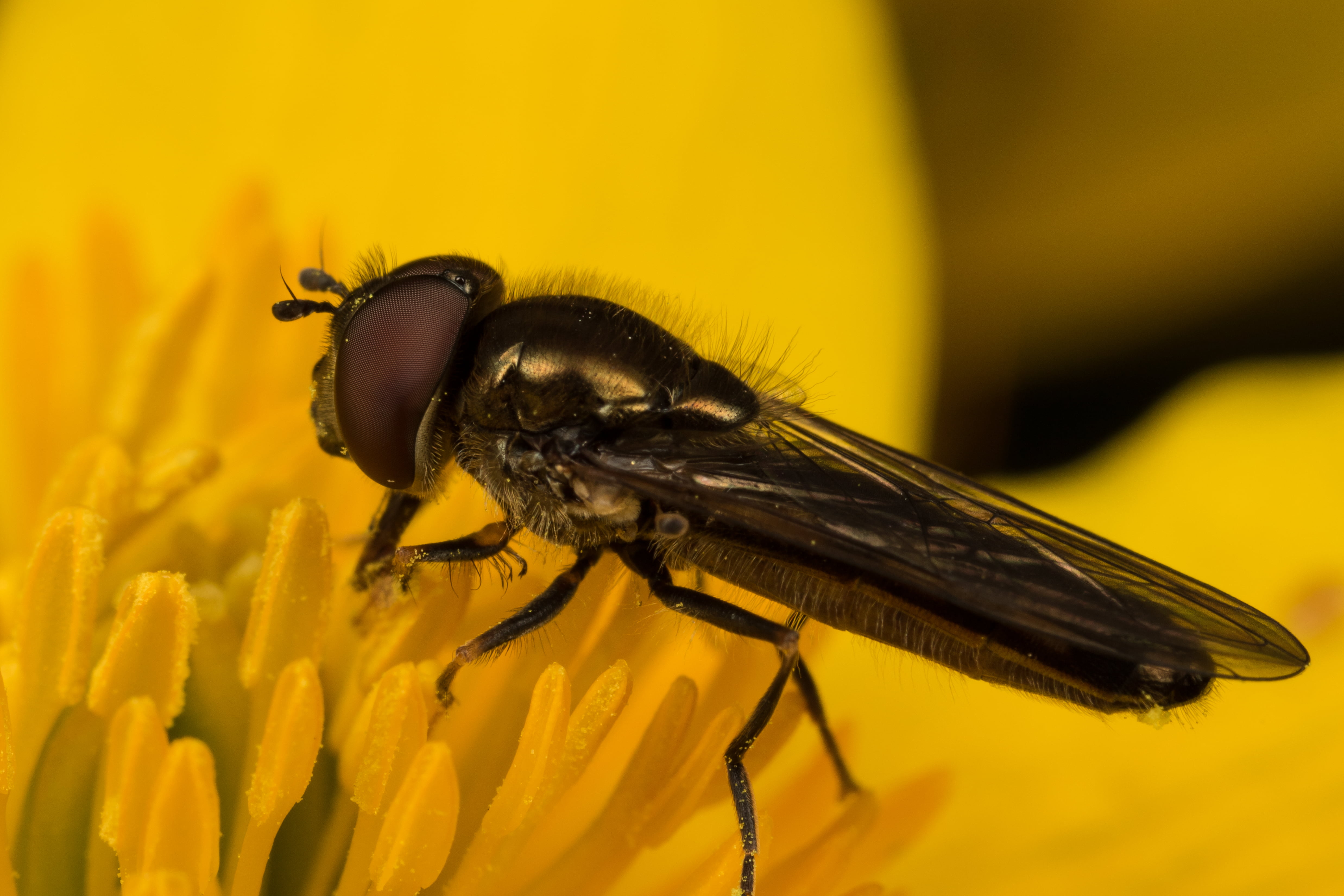 close-up, mpe, yellow, Closeup, Animals, 4K, Animal, Hoverflies, Macro, brown, Insect, fly, Yellow  Eye, Bugs, nature, Hoverfly, Vliegen, Flower, Marsh Marigold, HD Wallpaper