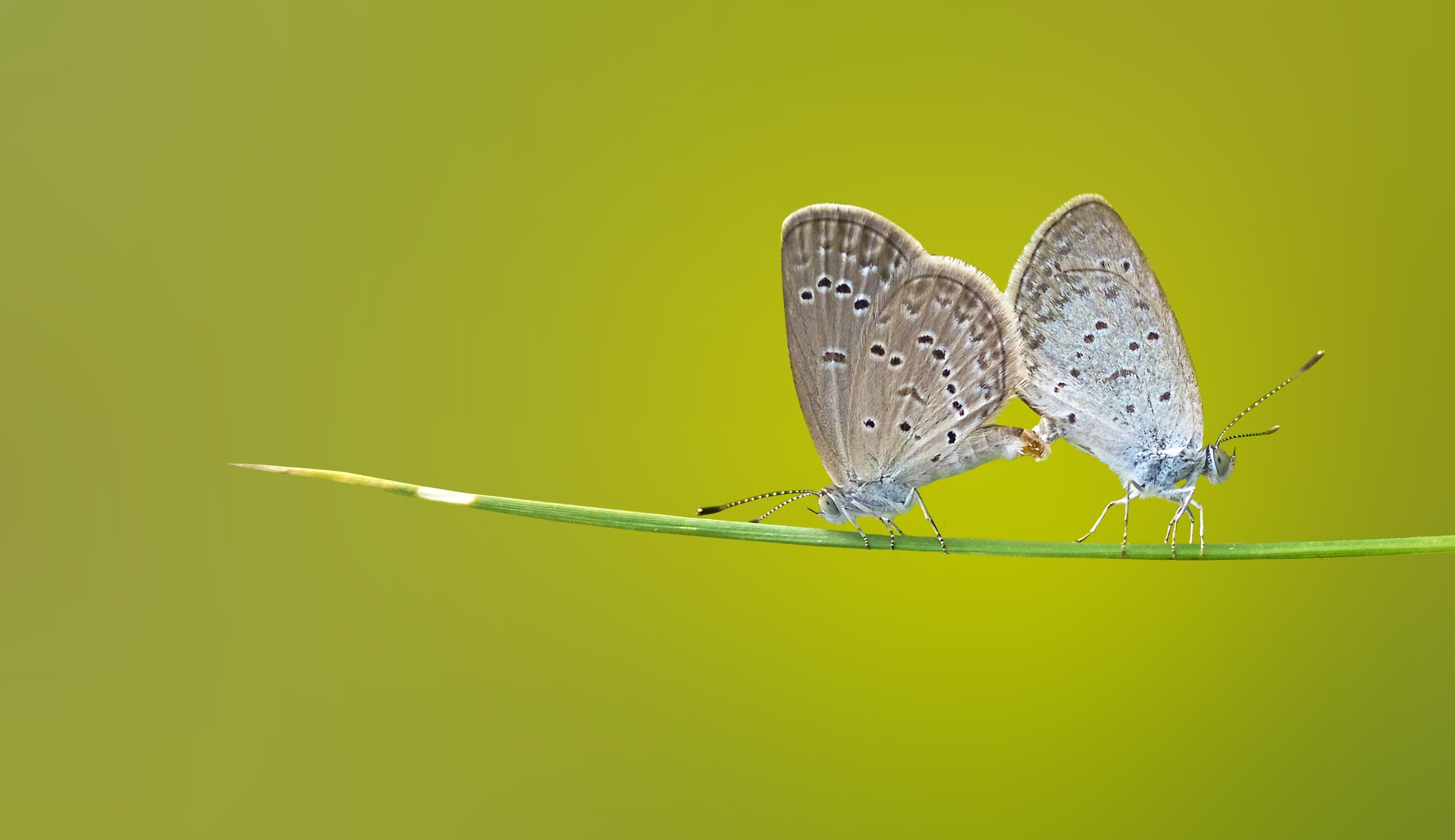 butterflies, macro, invertebrate, animal themes, close-up, beauty in nature, matting, animals in the wild, butterfly, insect, colored background, insects, HD Wallpaper