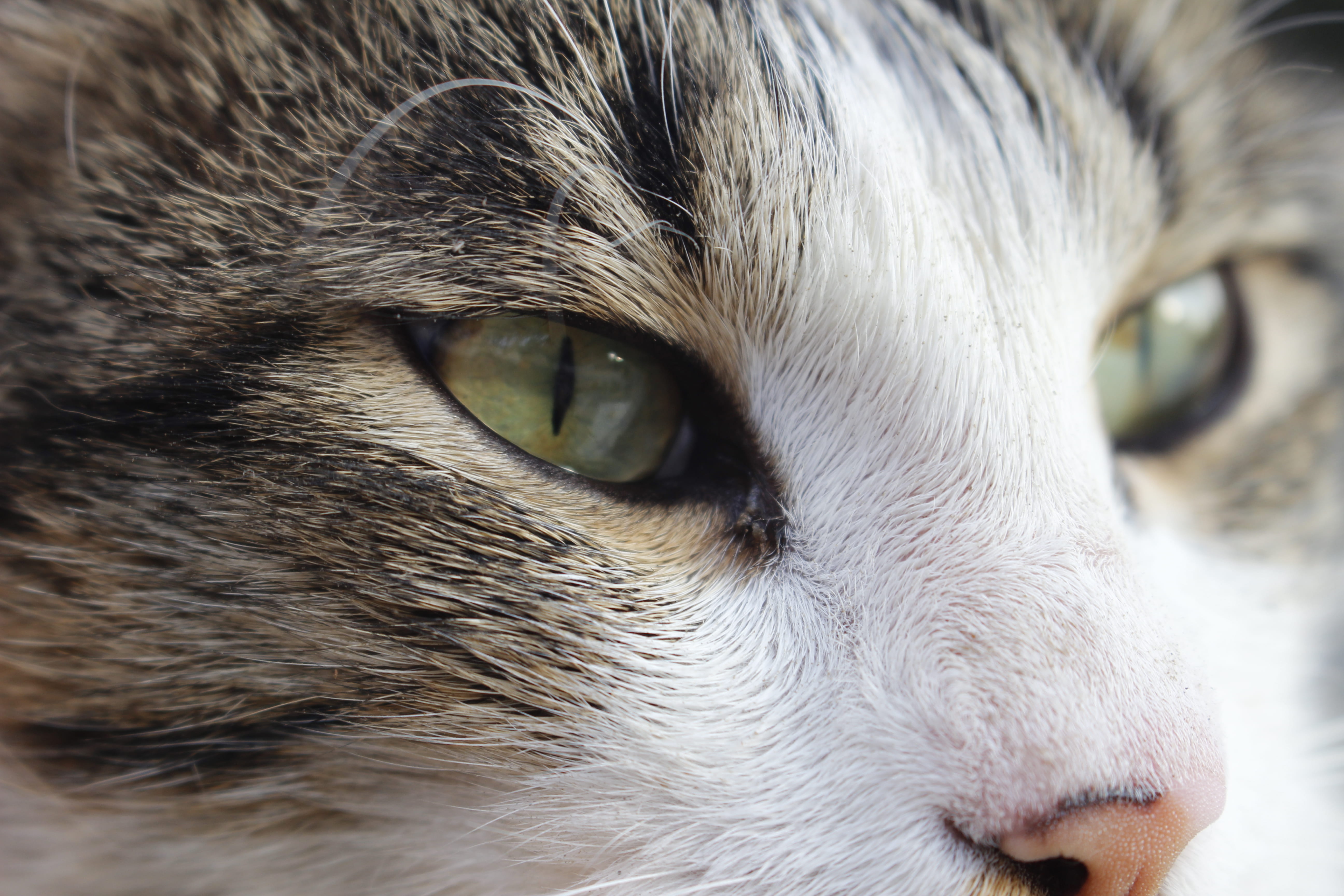 5K, pets, vertebrate, animal nose, one animal, animal hair, cat, eye, tehran, tabby, animal head, domestic, iran, animal themes, no people, hair, animal, HD Wallpaper
