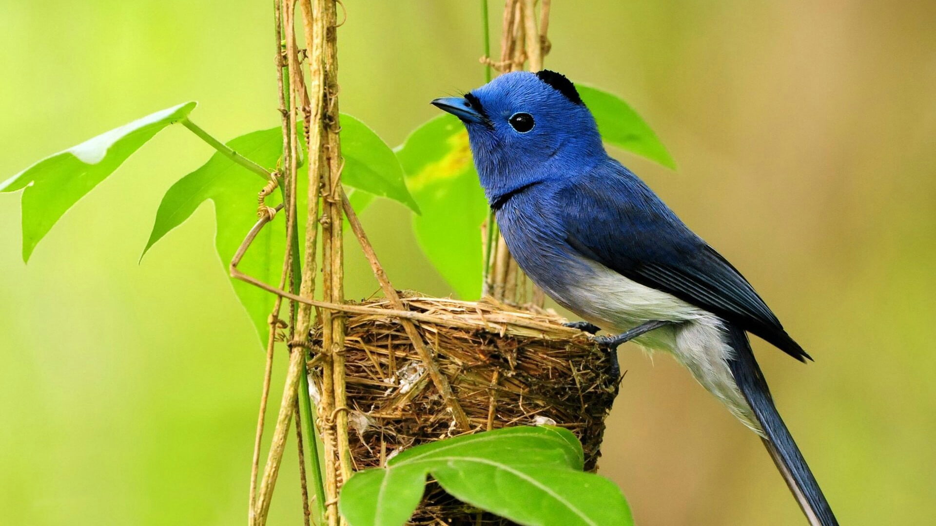 nest, cute, bird, 1080P, blue bird, HD Wallpaper