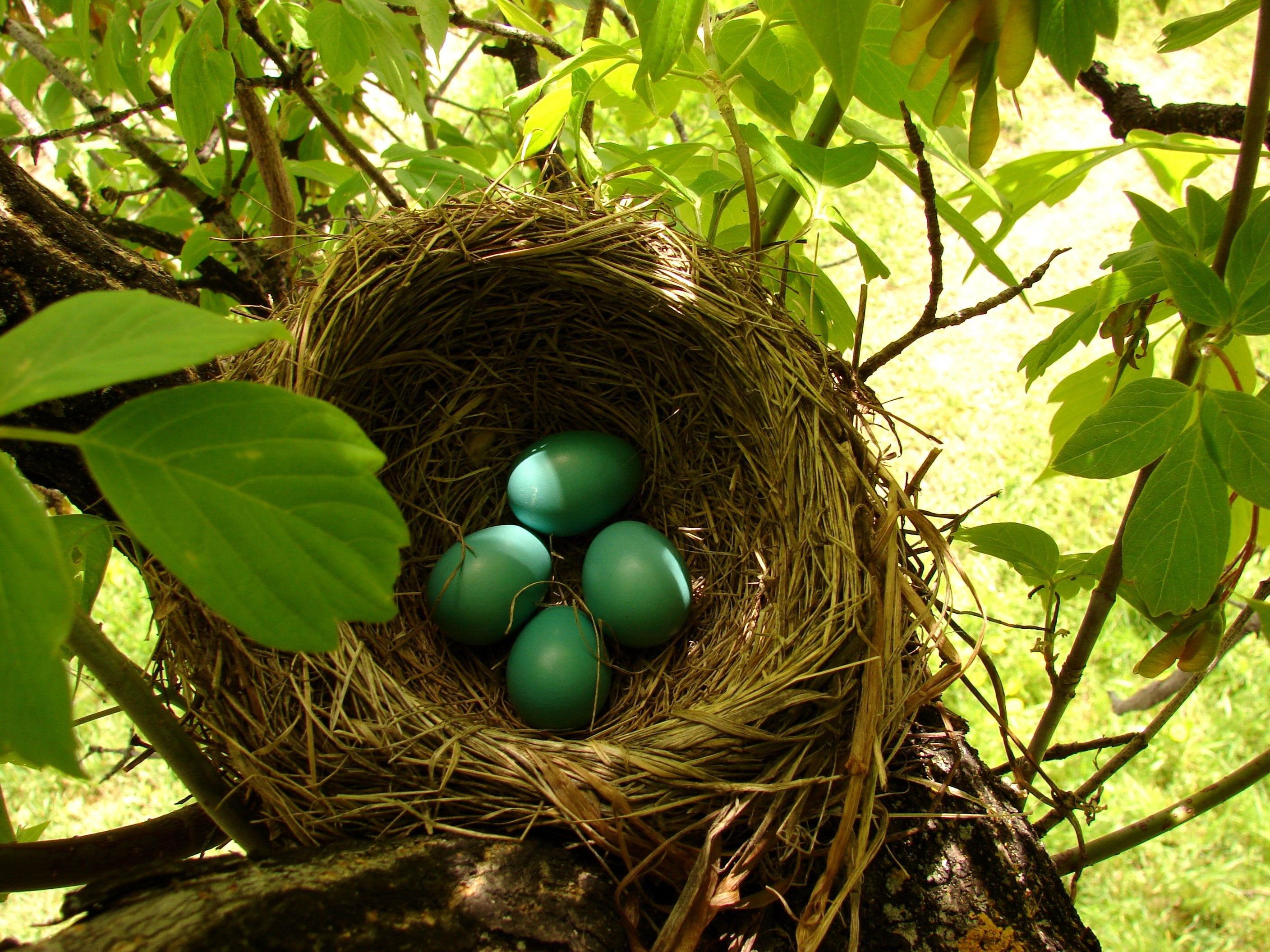 nests, 2K, blue, egg, plant part, eggs, fragility, close-up, tree, no people, vulnerability, sunlight, leaf, green color, food, outdoors, plant, animal nest, HD Wallpaper