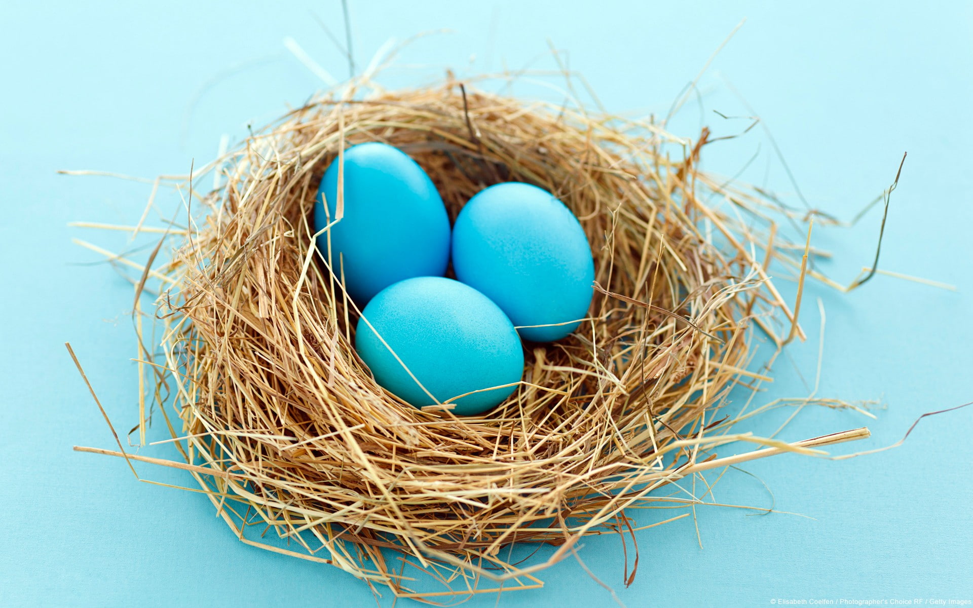 1080P, food, no people, animal nest, nature, cyan, group of objects, eggs, blue background, studio shot, fragility, nest egg, egg, vulnerability, turquoise colored, HD Wallpaper