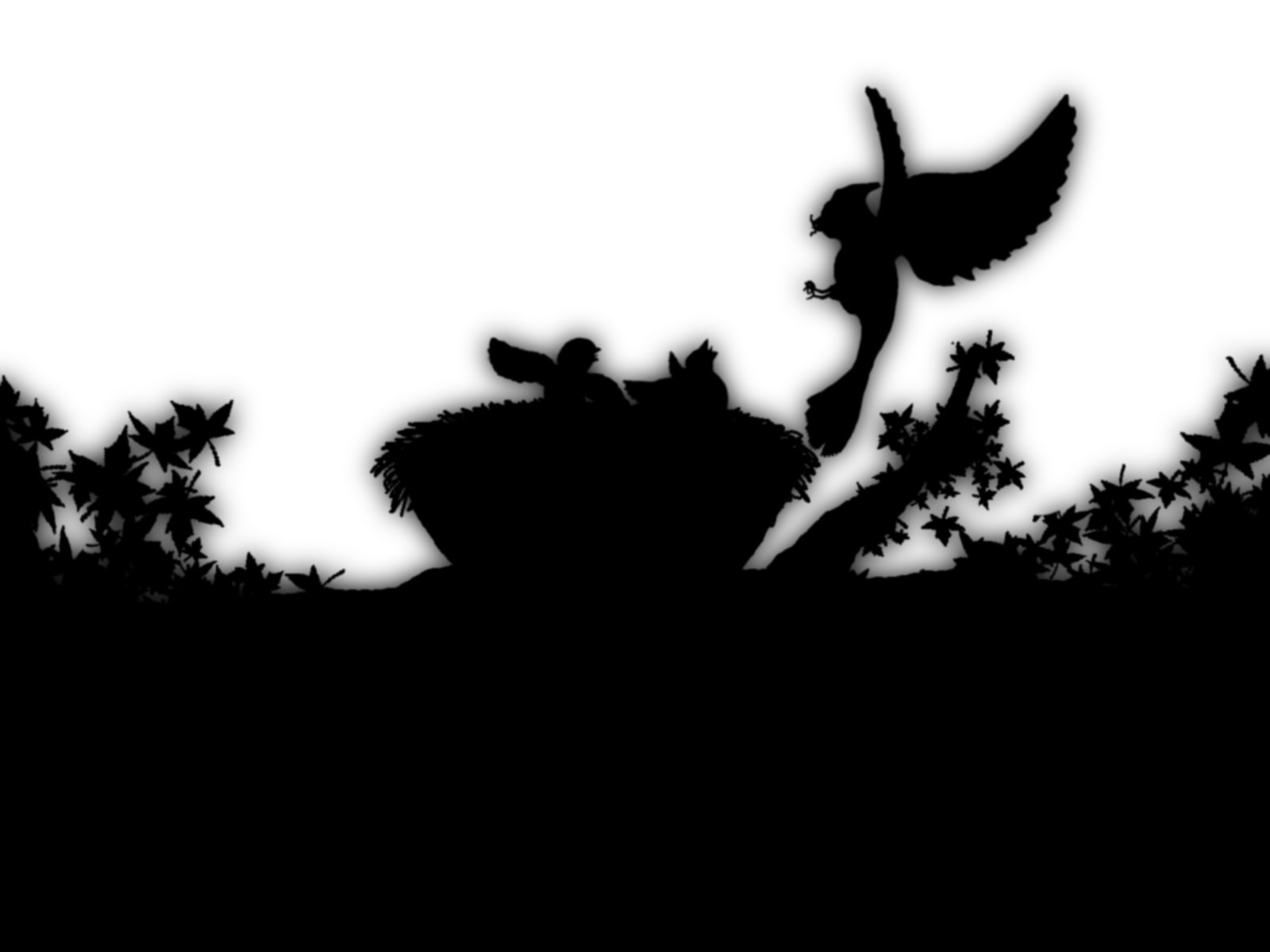 clear sky, growth, plant, 720P, Birds Nest, nature, real people, sky, one person, birds, silhouette, bird, leisure activity, copy space, standing, lifestyles, HD Wallpaper