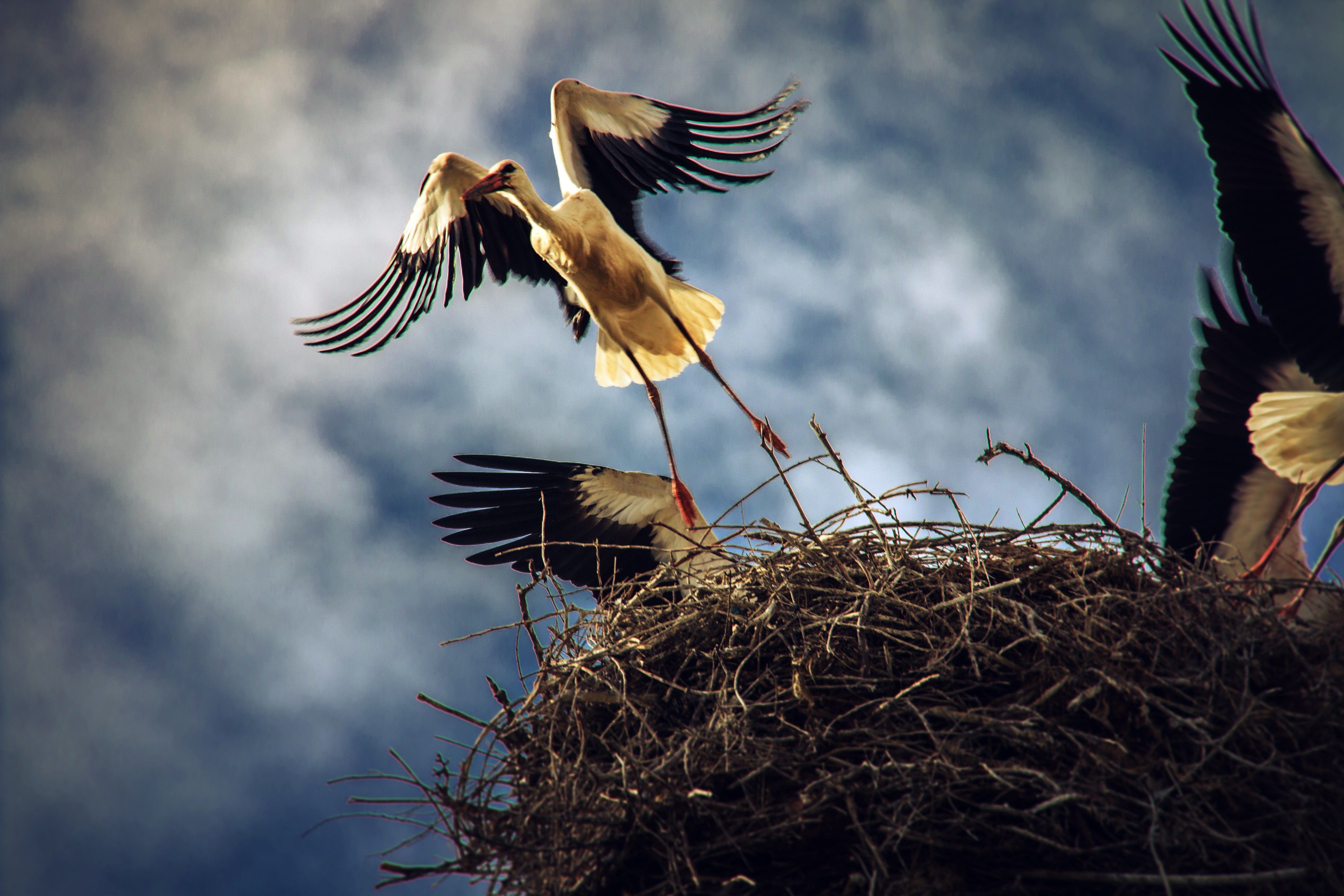 birds, outdoors, day, vertebrate, nature, nests, flying, animal wildlife, animal nest, animals in the wild, animal, low angle view, spread wings, animal themes, HD Wallpaper