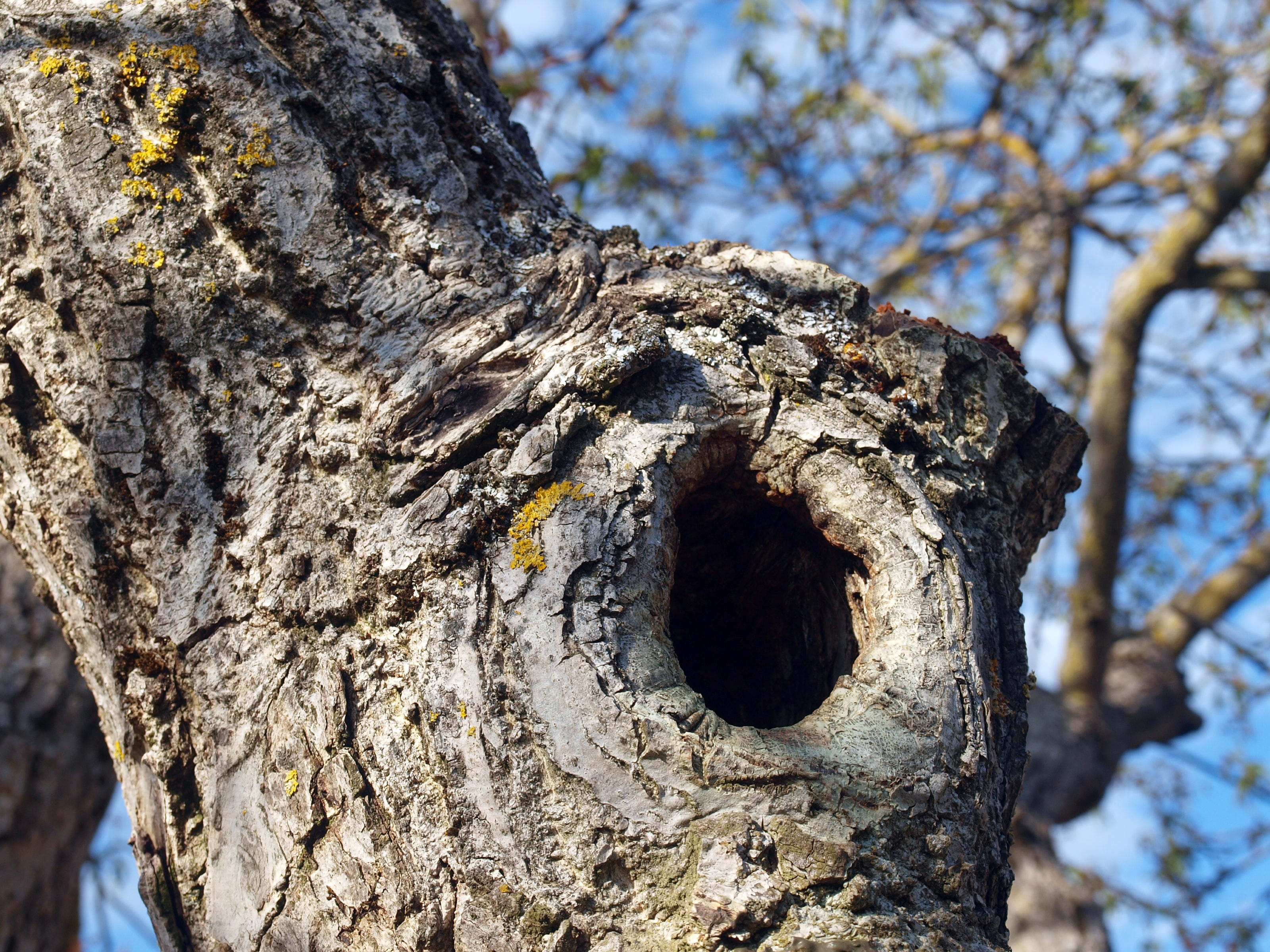 hole, background screen, outdoors, close-up, cracks, trunk, textured, approach, hollow, nature, rough, branch, trees, tree trunk, sunlight, bark, cut trunk, HD Wallpaper