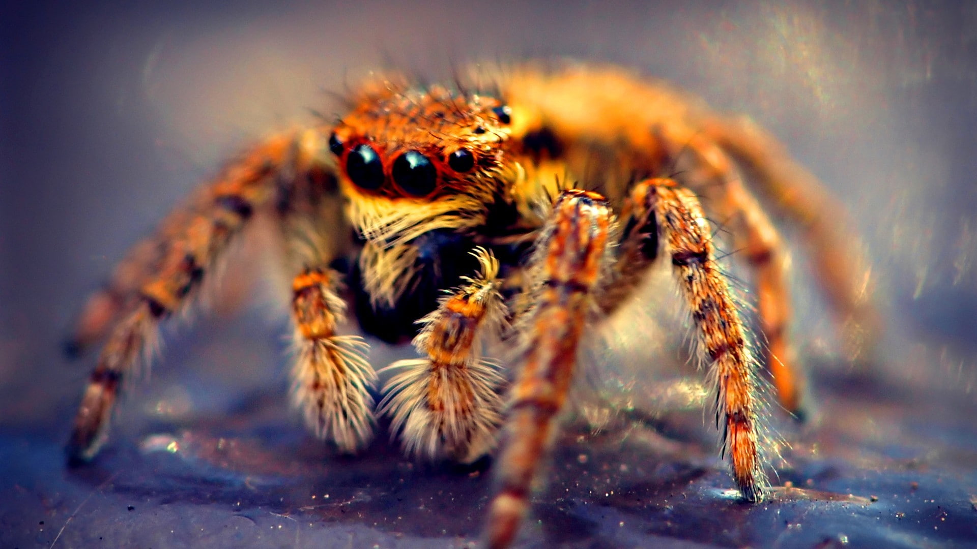 nature, spider, macro, 1080P, animals, insect, spiderbro, HD Wallpaper