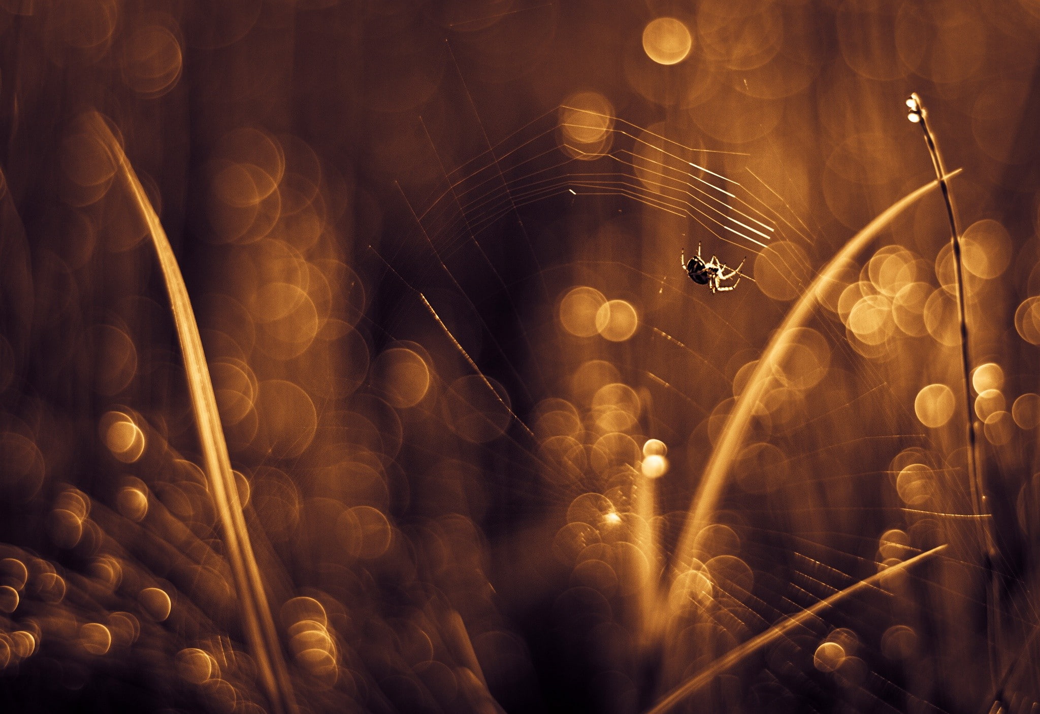 plants, 1080P, bokeh, outdoors, illuminated, nightlife, photography, macro, music, no people, full frame, light - natural phenomenon, depth of field, spider, HD Wallpaper