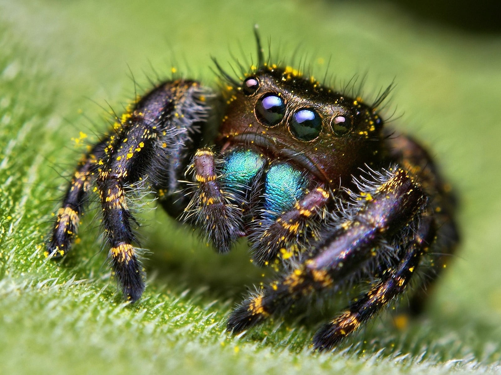 arachnid, outdoors, day, animal wildlife, macro, black, animal Leg, animal, carnivore, invertebrate, grass, arthropod, spider, backgrounds, jumping spider, HD Wallpaper
