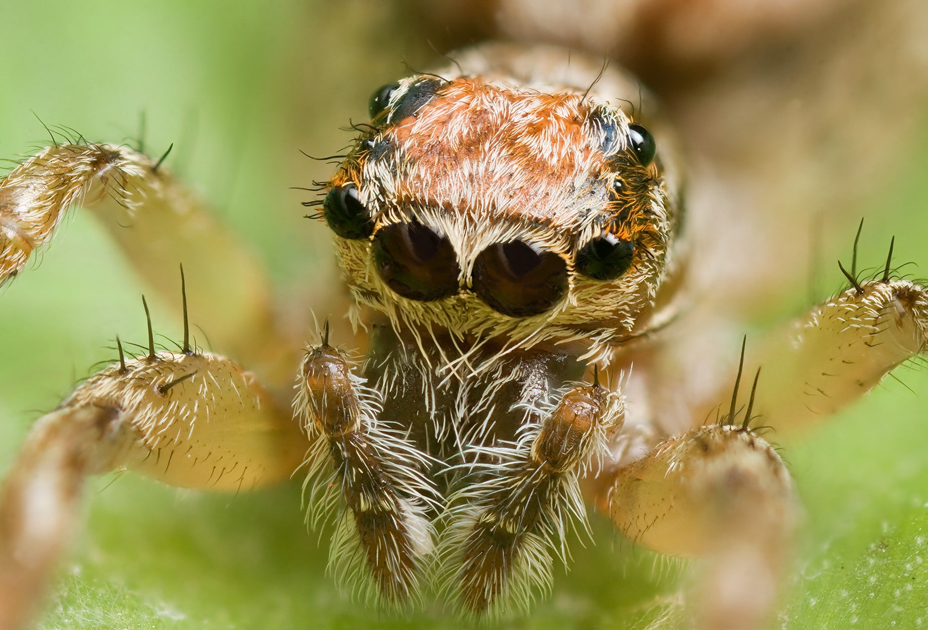 one animal, close-up, outdoors, animal, animal eye, animal head, day, focus on foreground, animal wildlife, spider, animals, 720P, zoology, arachnid, plant, HD Wallpaper
