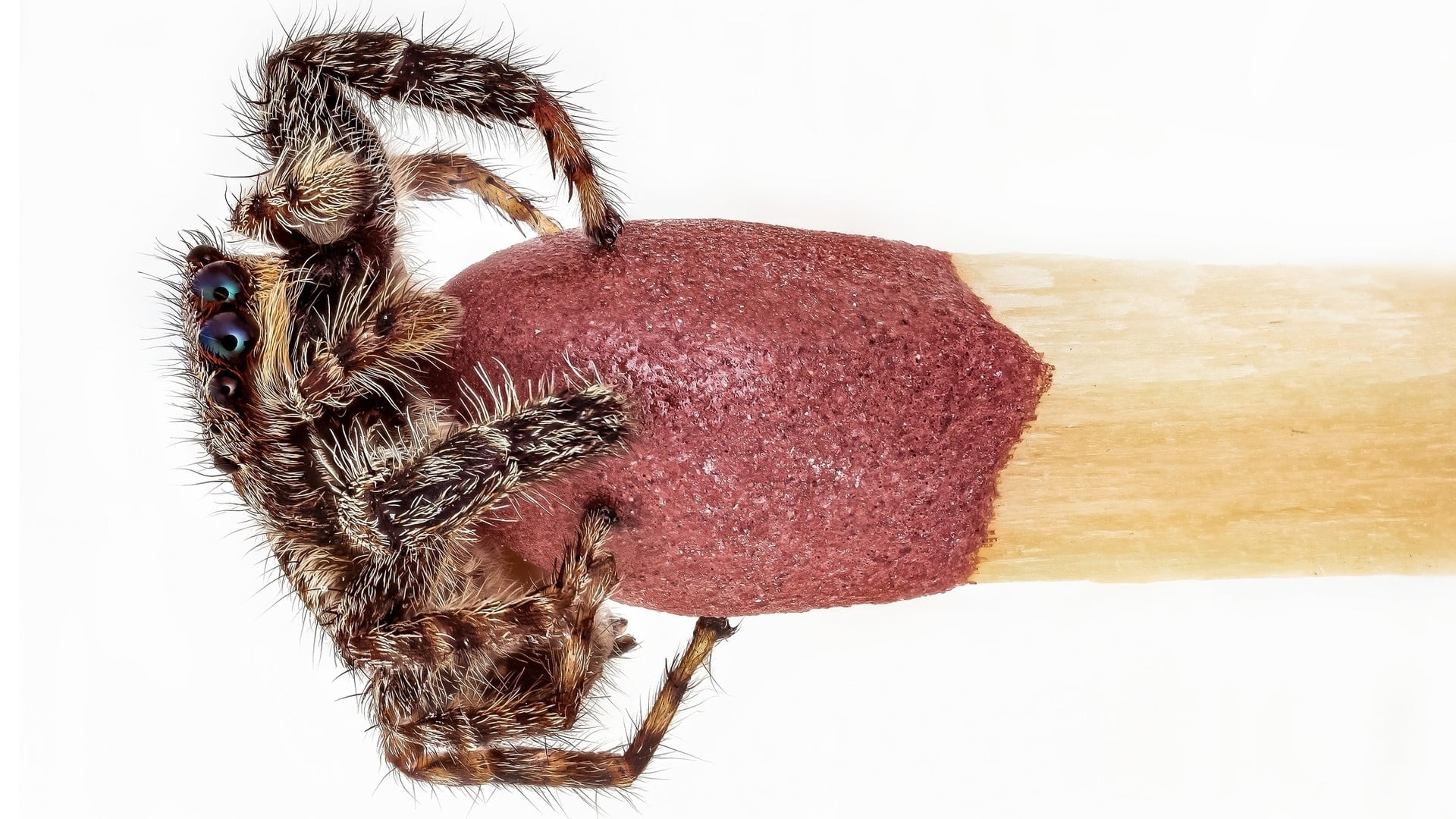 nature, animal, wood, small, body part, insect, animals in the wild, macro, legs, matches, one animal, depth of field, invertebrate, spider, Jumping Spider, HD Wallpaper