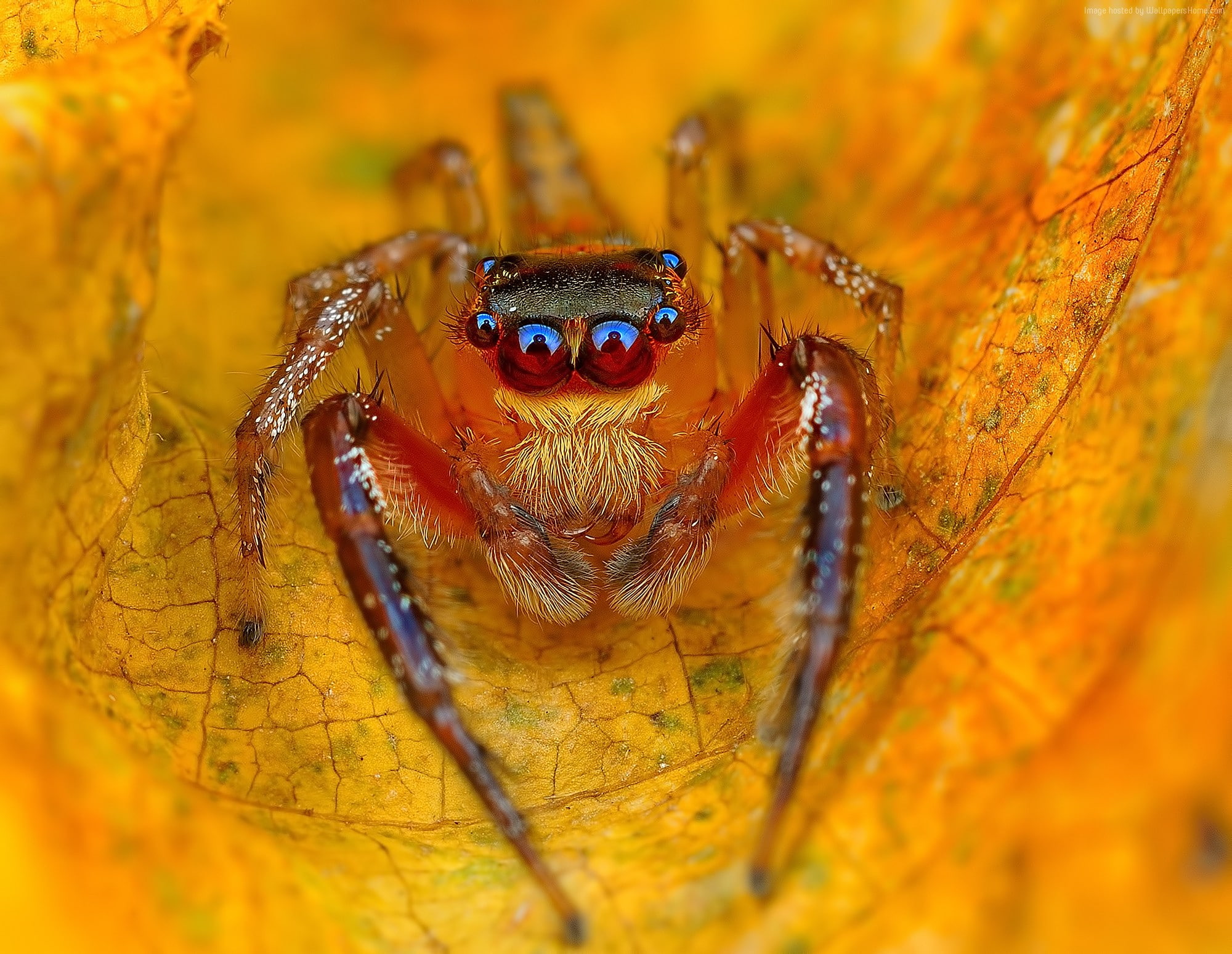 close-up, leaf, animals in the wild, one animal, plant part, animal, Jumping Spiders, macro, animal eye, orange color, animal head, animal themes, insect, HD Wallpaper