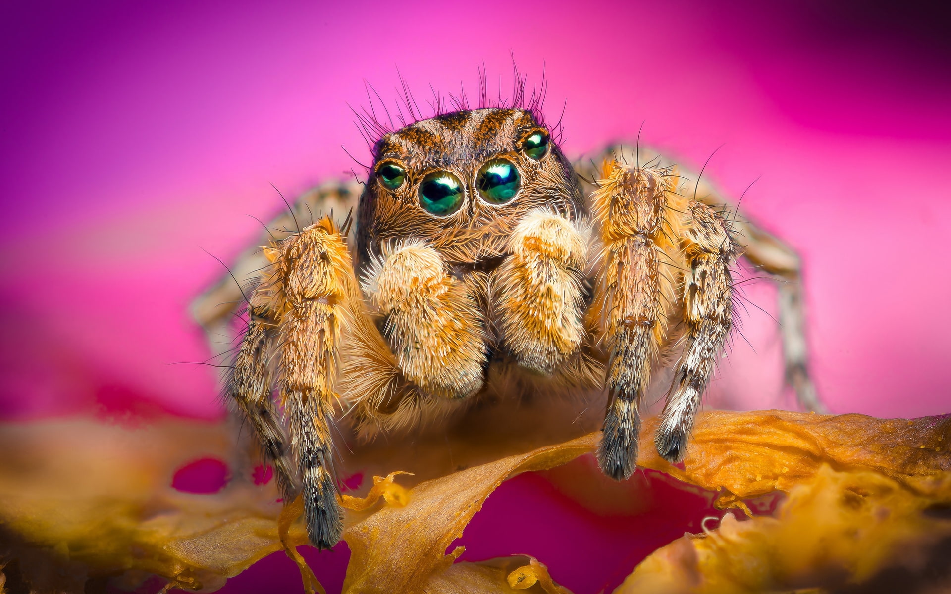 1080P, spider, jumping, HD Wallpaper