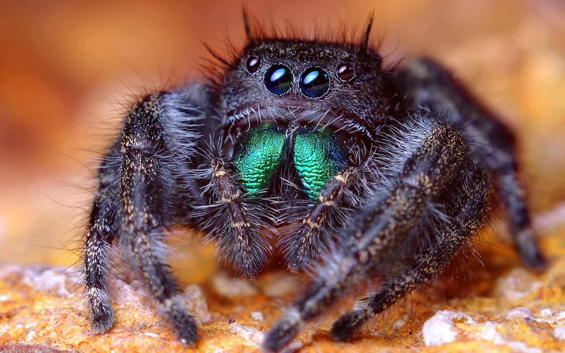 no people, legs, wildlife, animal hair, focus on foreground, animal body part, animal wildlife, yellow, zoology, brown, jumping spider, outdoors, macro, HD Wallpaper
