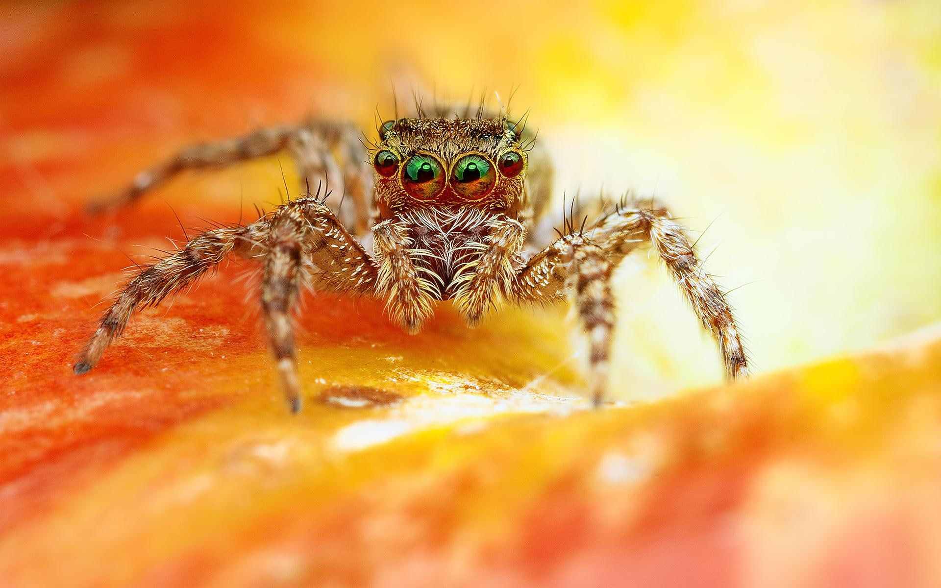 black, brown, 1080P, scary, spider, jumping, HD Wallpaper
