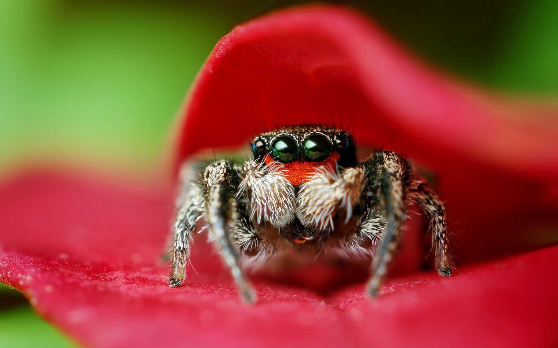 jumping, green Color, backgrounds, animal leg, nature, 1080P, animal themes, selective focus, summer, eyes, flower, jumping spider, no people, animal wildlife, HD Wallpaper