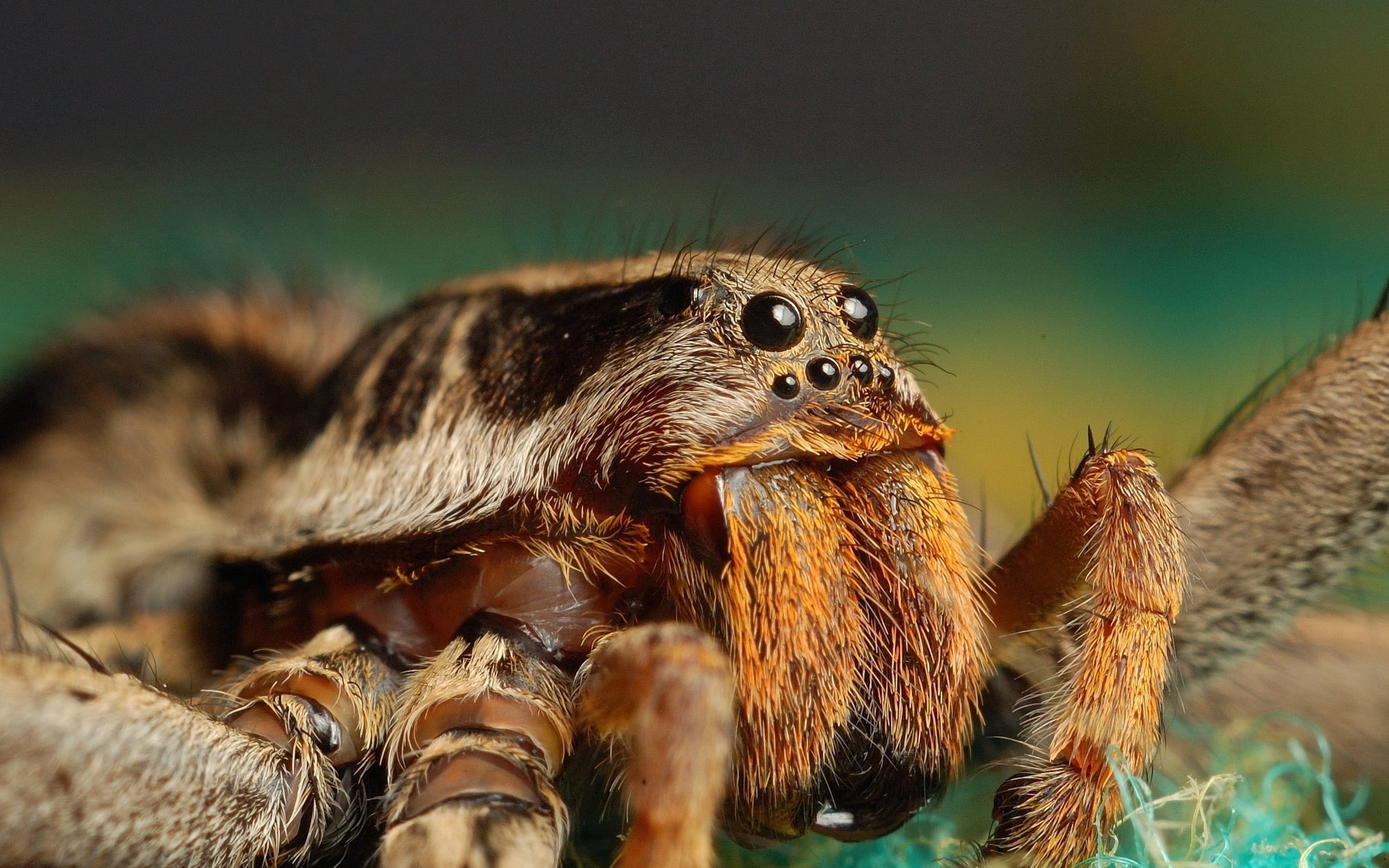 brown, arthropod, insect, selective focus, black, arachnid, invertebrate, backgrounds, no people, close-up, animal, paws, zoology, animal Leg, fur, day, HD Wallpaper