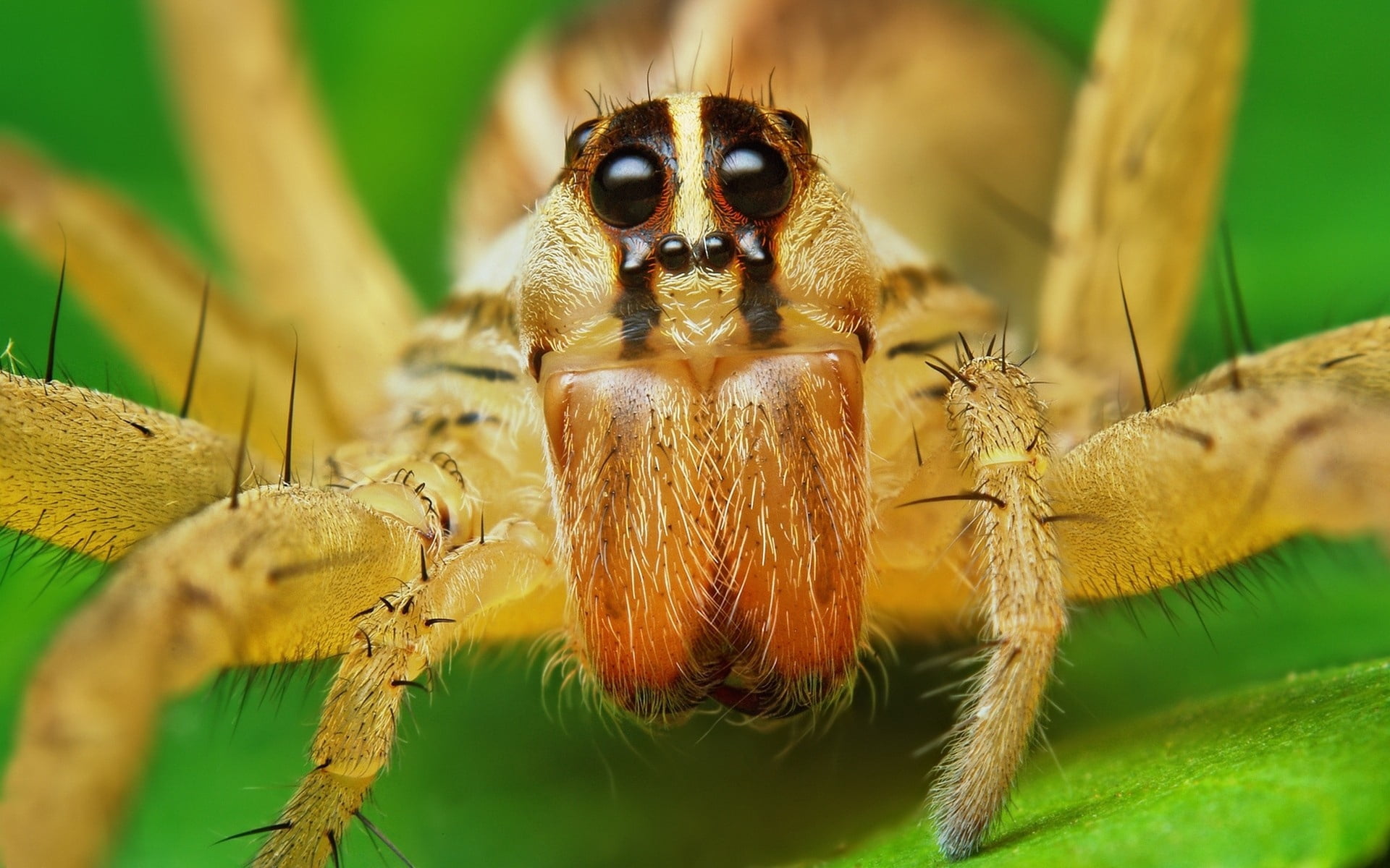 arachnid, carnivore, no people, animal Eye, animal Leg, nature, animal themes, selective focus, animal head, arthropod, eyes, summer, animal, zoology, eye, HD Wallpaper