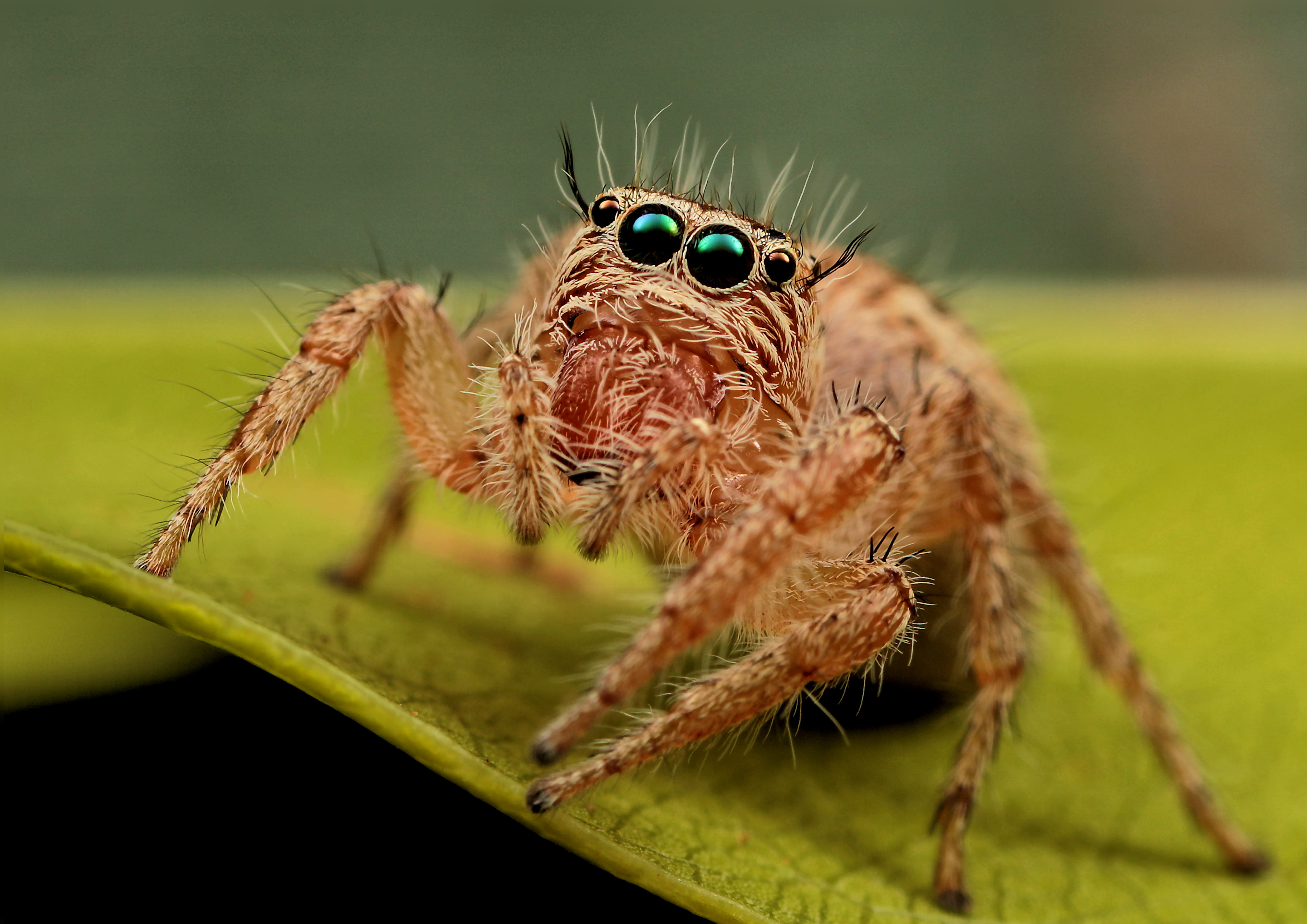 one animal, focus on foreground, brown, animal themes, animal, arachnid, jumping spider, phidippus, animals in the wild, animal leg, animal wildlife, close-up, HD Wallpaper