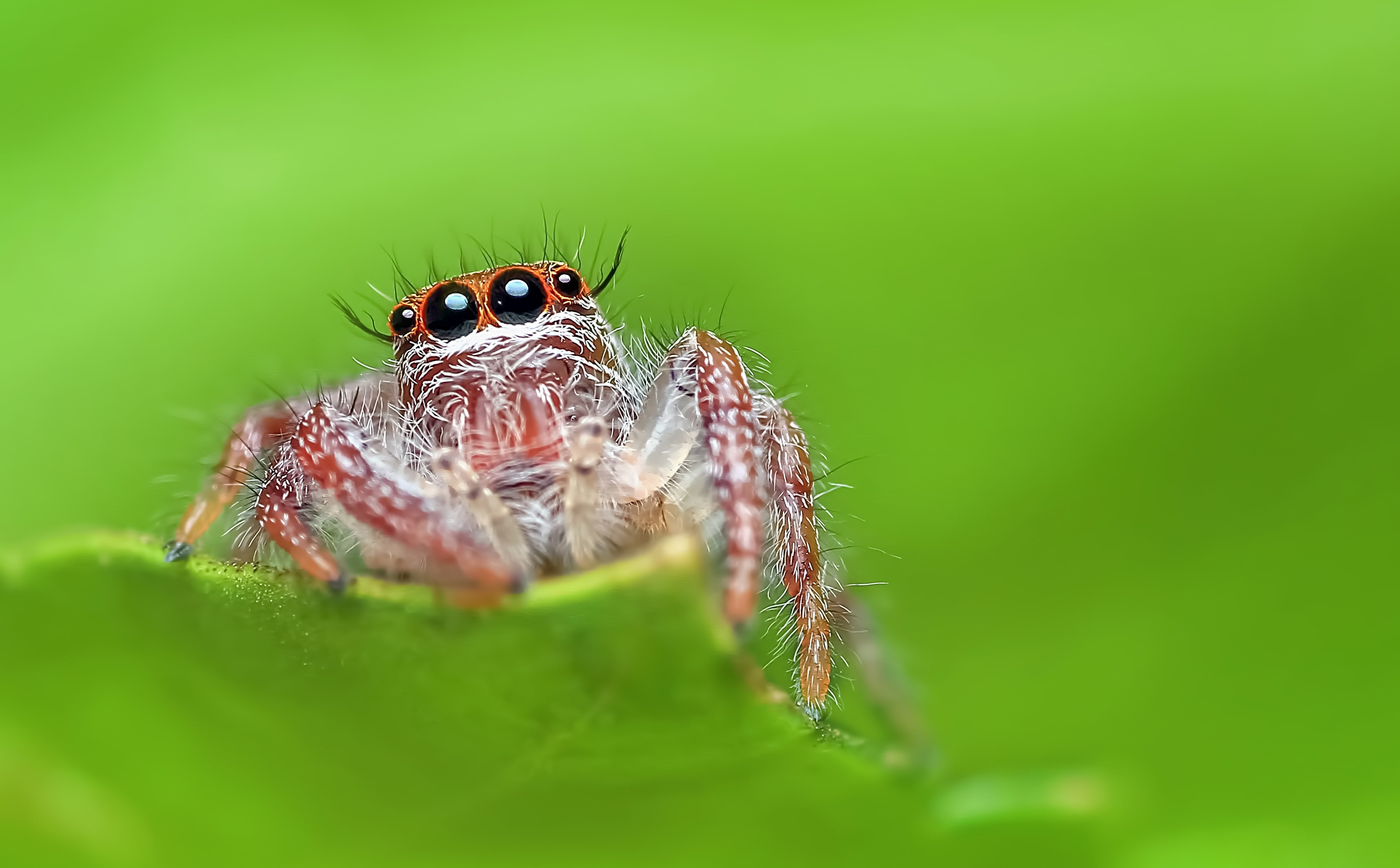 wildlife, one animal, leaf, Insect, animal leg, Small, green color, arachnid, jumper, Nature, Green, jumping, Spider, animal wildlife, close-up, outdoors, HD Wallpaper