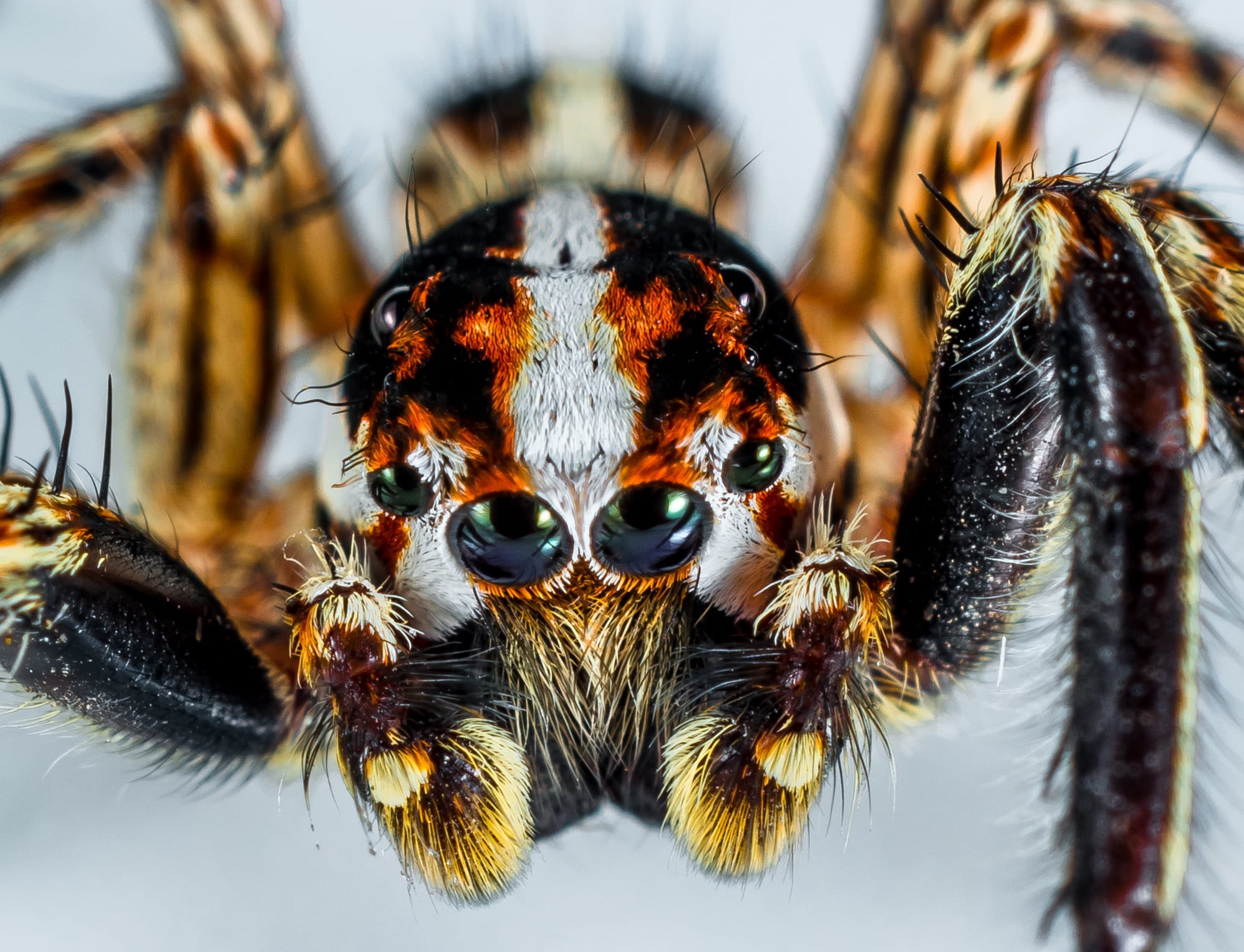 zoology, animal eye, jumping spider, macro, animal body part, nature, one animal, brazilian, no people, 1080P, animal themes, insect, arachnid, animal, HD Wallpaper