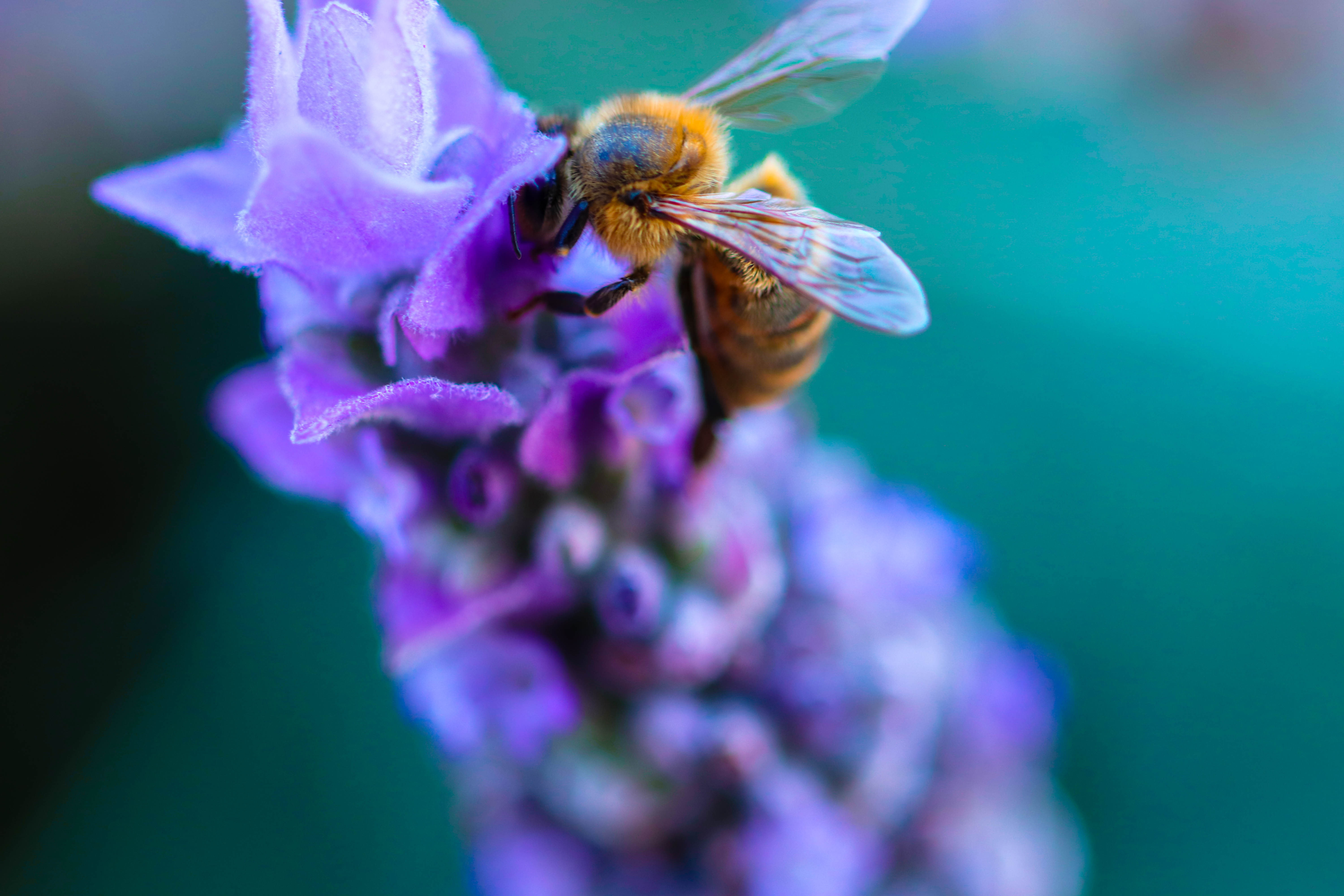 close-up, bumblebee, animal themes, 5K, invertebrate, pollination, animal wildlife, bee, fragility, plants, bees, one animal, flower, purple, petal, vulnerability, HD Wallpaper