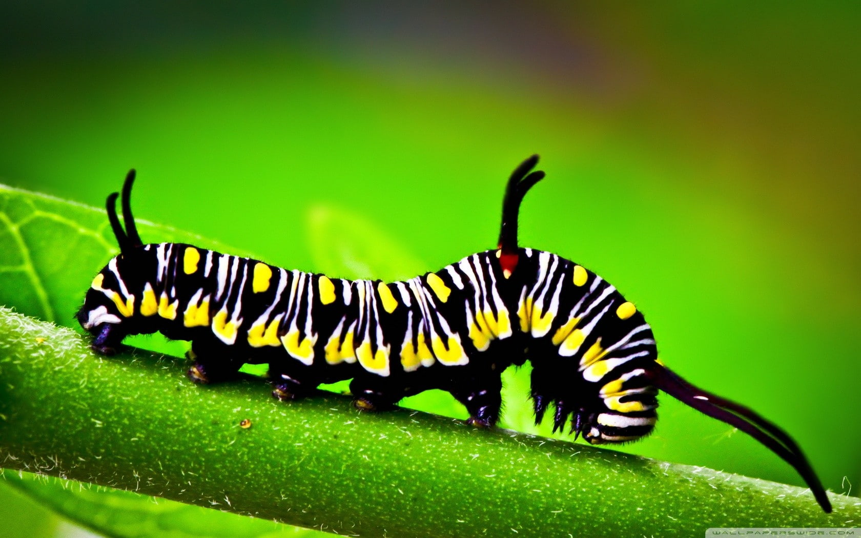 yellow, no people, close-up, black color, outdoors, animal themes, animal, animals, caterpillar, invertebrate, green color, one animal, plant, day, insect, HD Wallpaper