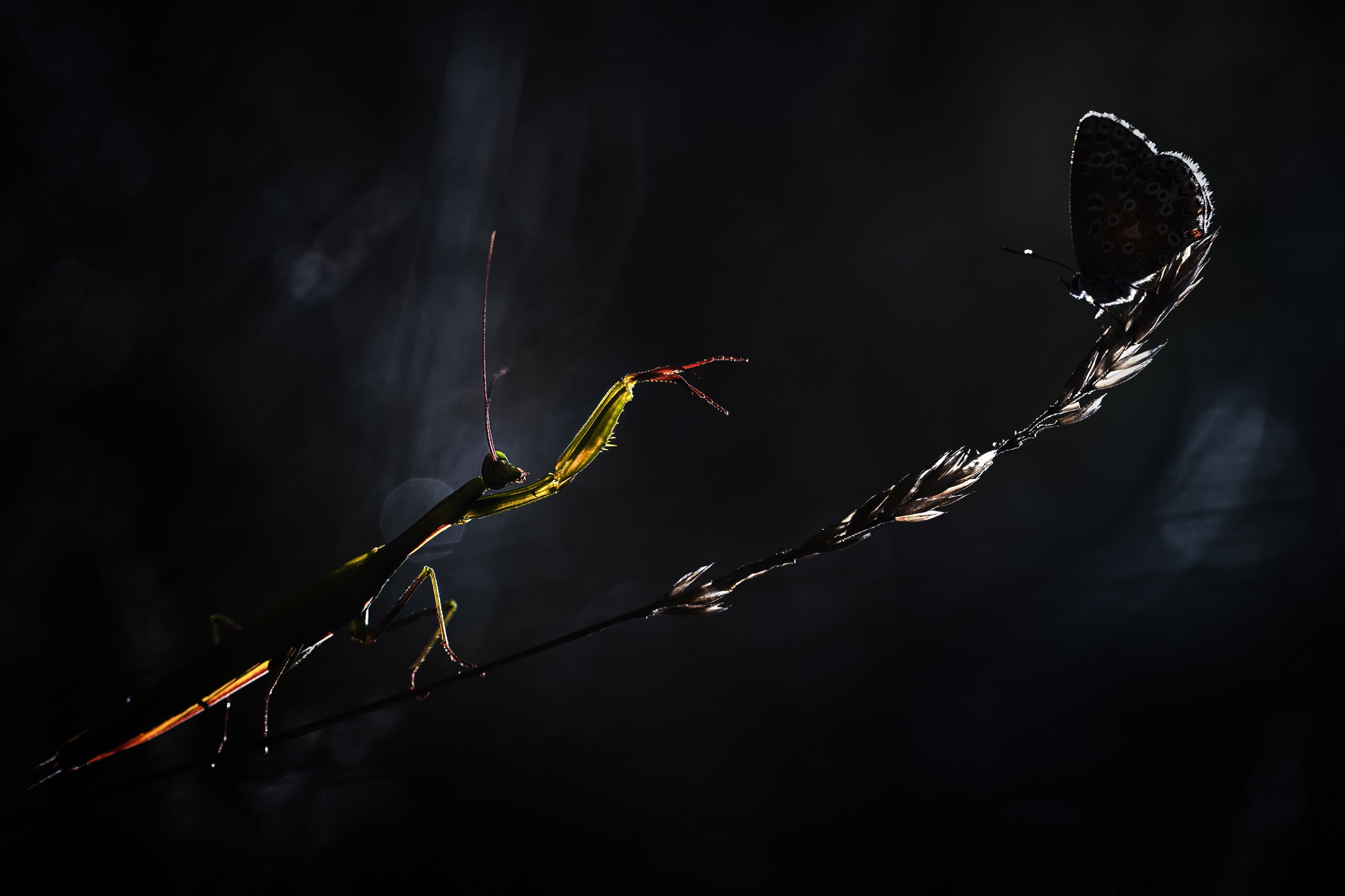 outdoors, close-up, invertebrate, animal, vulnerability, animal themes, twig, animals, focus on foreground, no people, animals in the wild, animal wildlife, HD Wallpaper